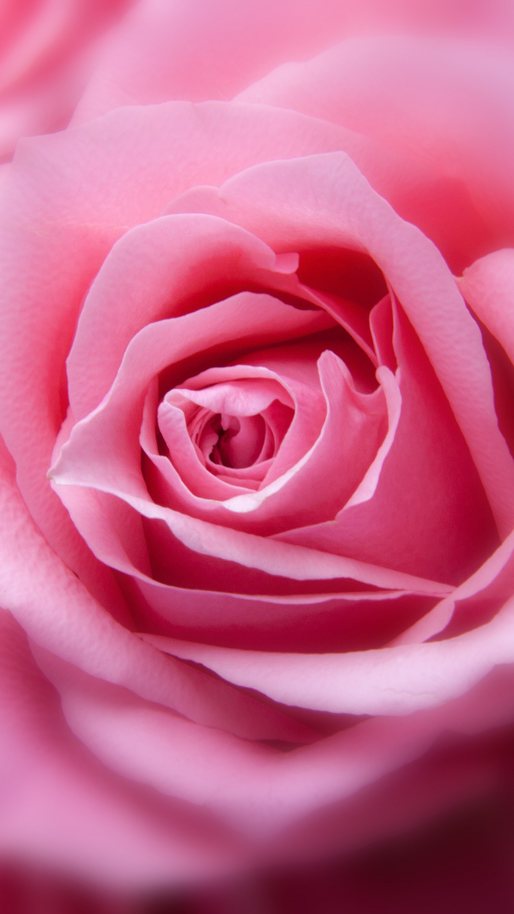 Обои Роза, розовый, цветок, сад роз, цветковое растение в разрешении 750x1334