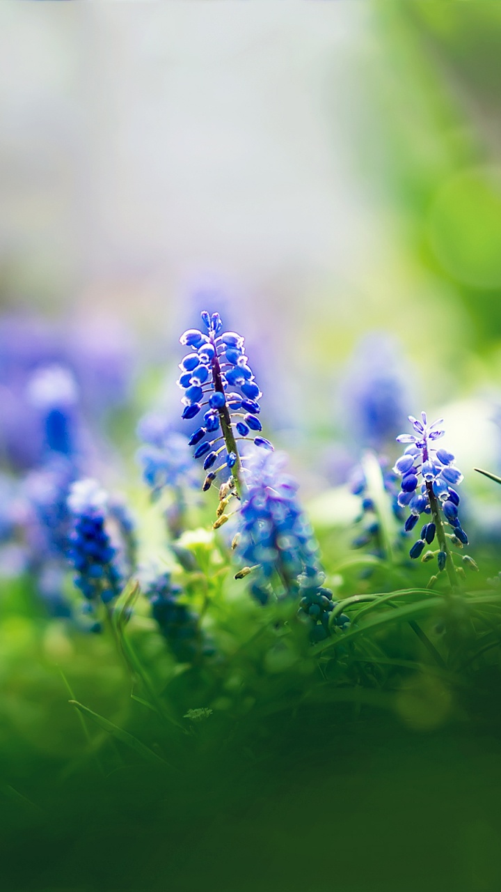 Обои цветок, лепесток, цветковое растение, лаванда, природа в разрешении 720x1280