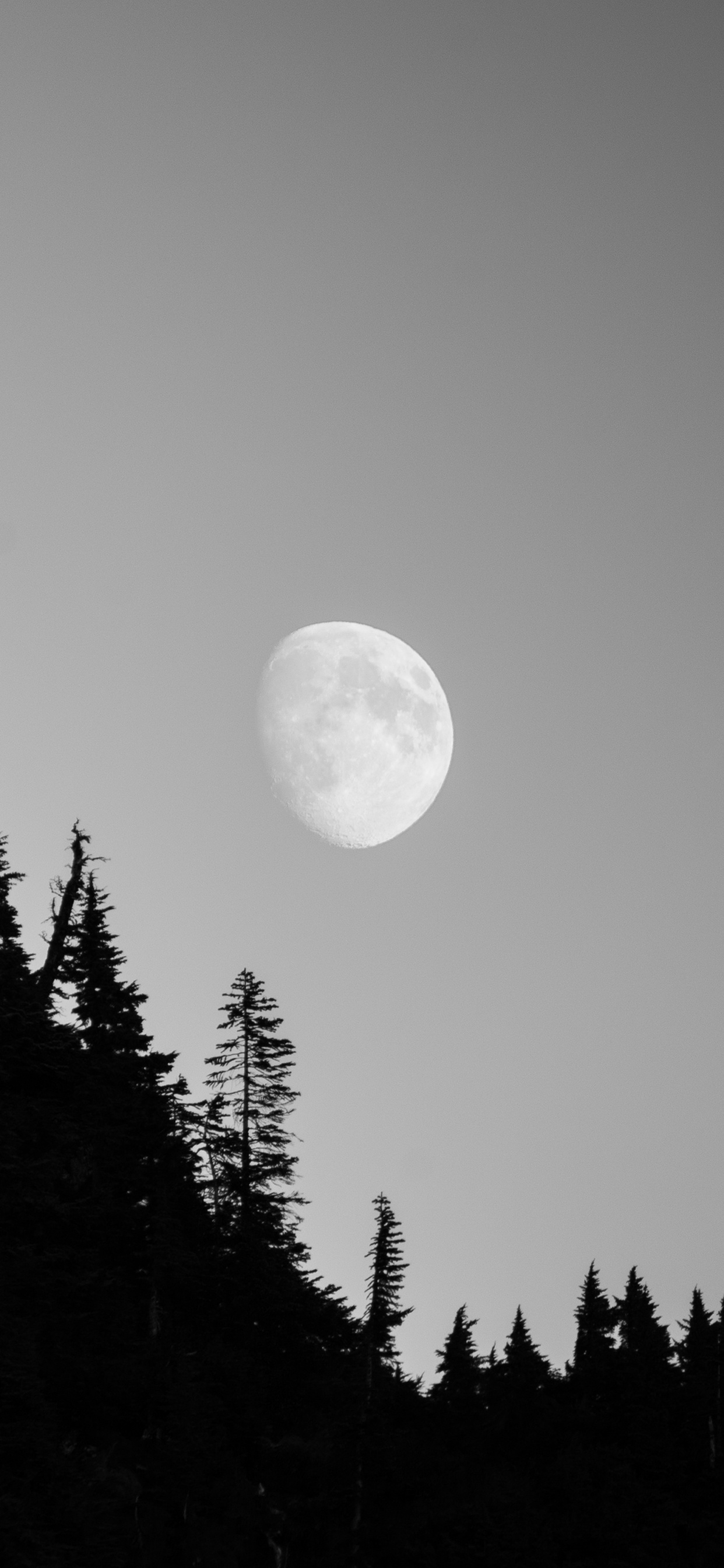 Обои луна, природа, дерево, астрономический объект, свет в разрешении 1242x2688