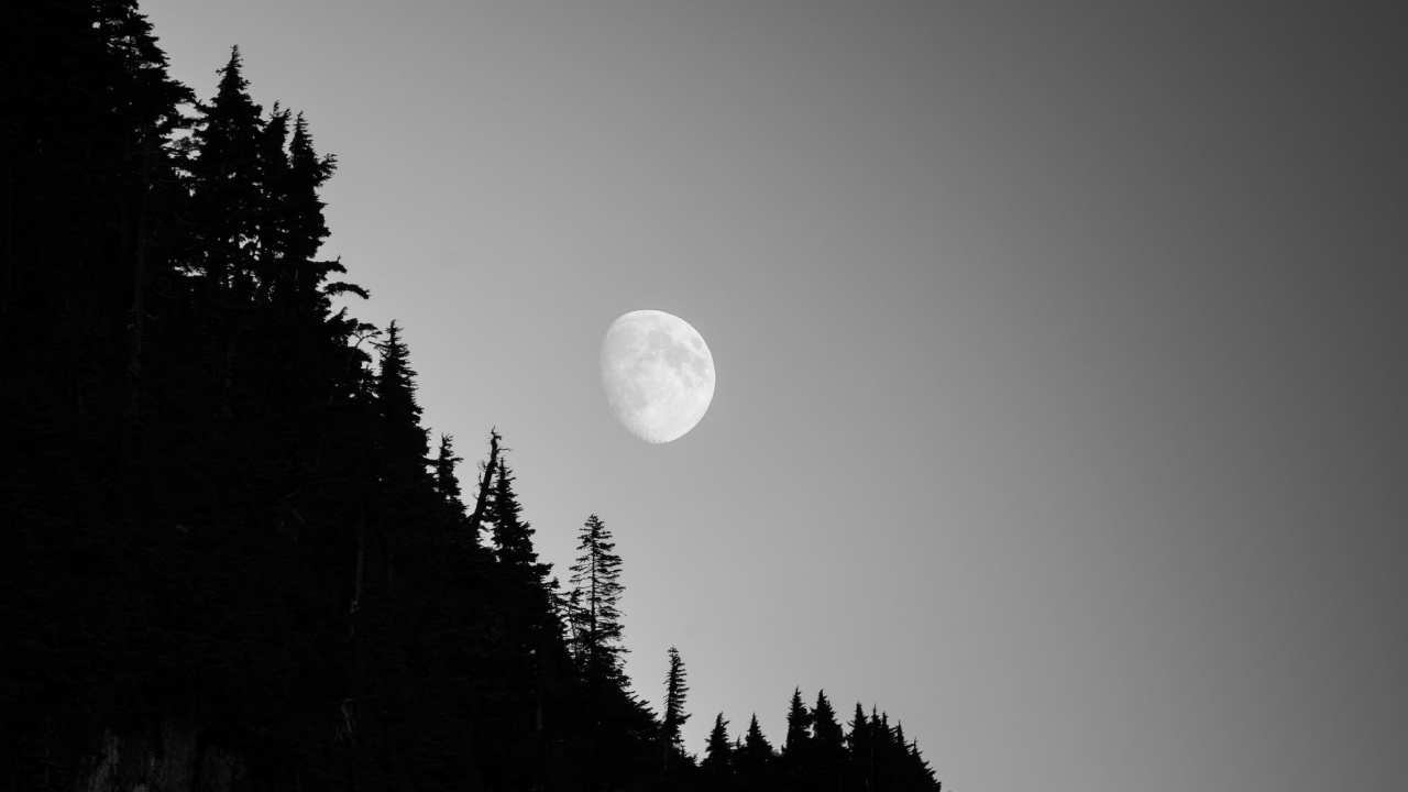 Обои луна, природа, дерево, астрономический объект, свет в разрешении 1280x720