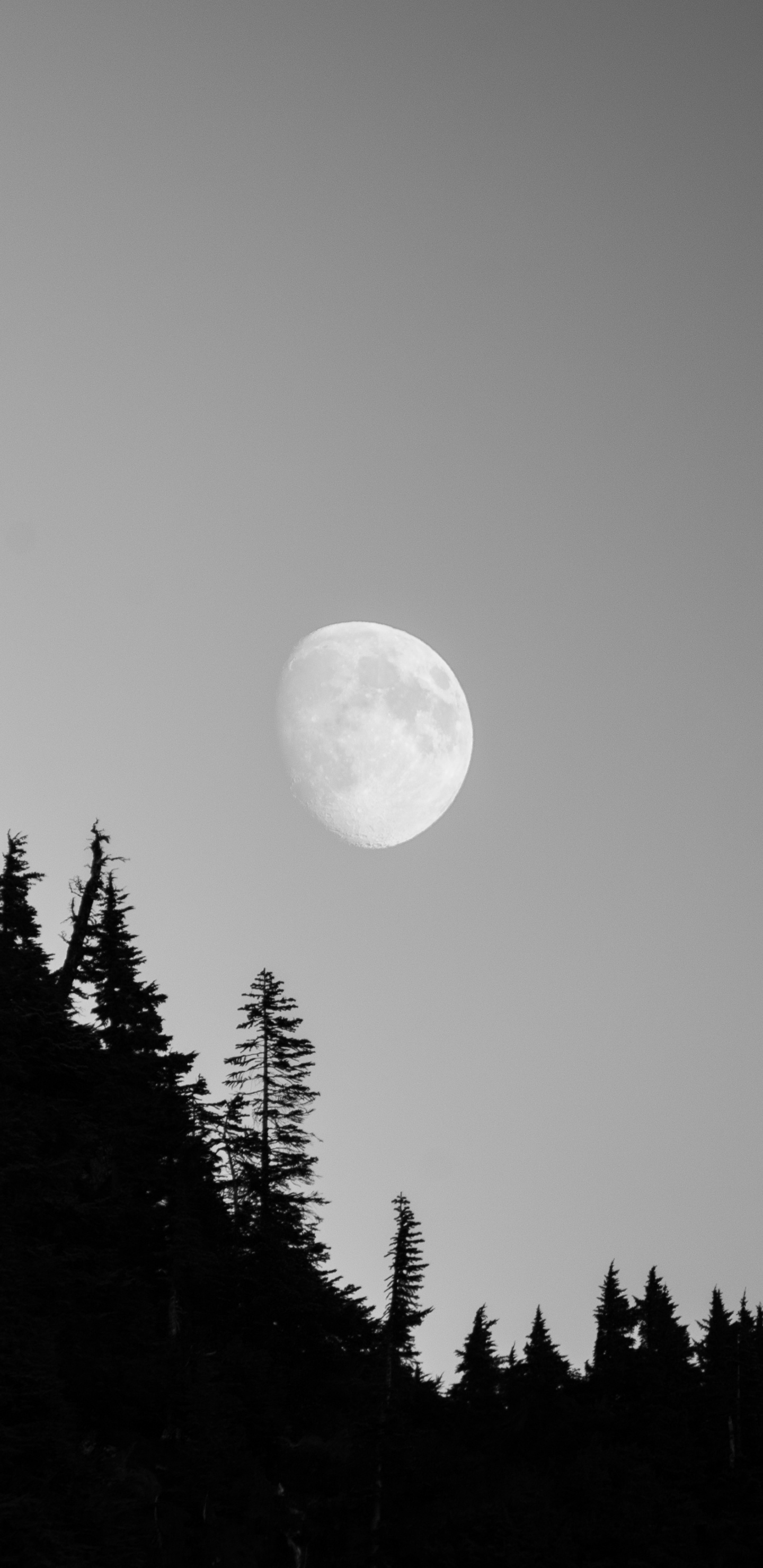 Обои луна, природа, дерево, астрономический объект, свет в разрешении 1440x2960