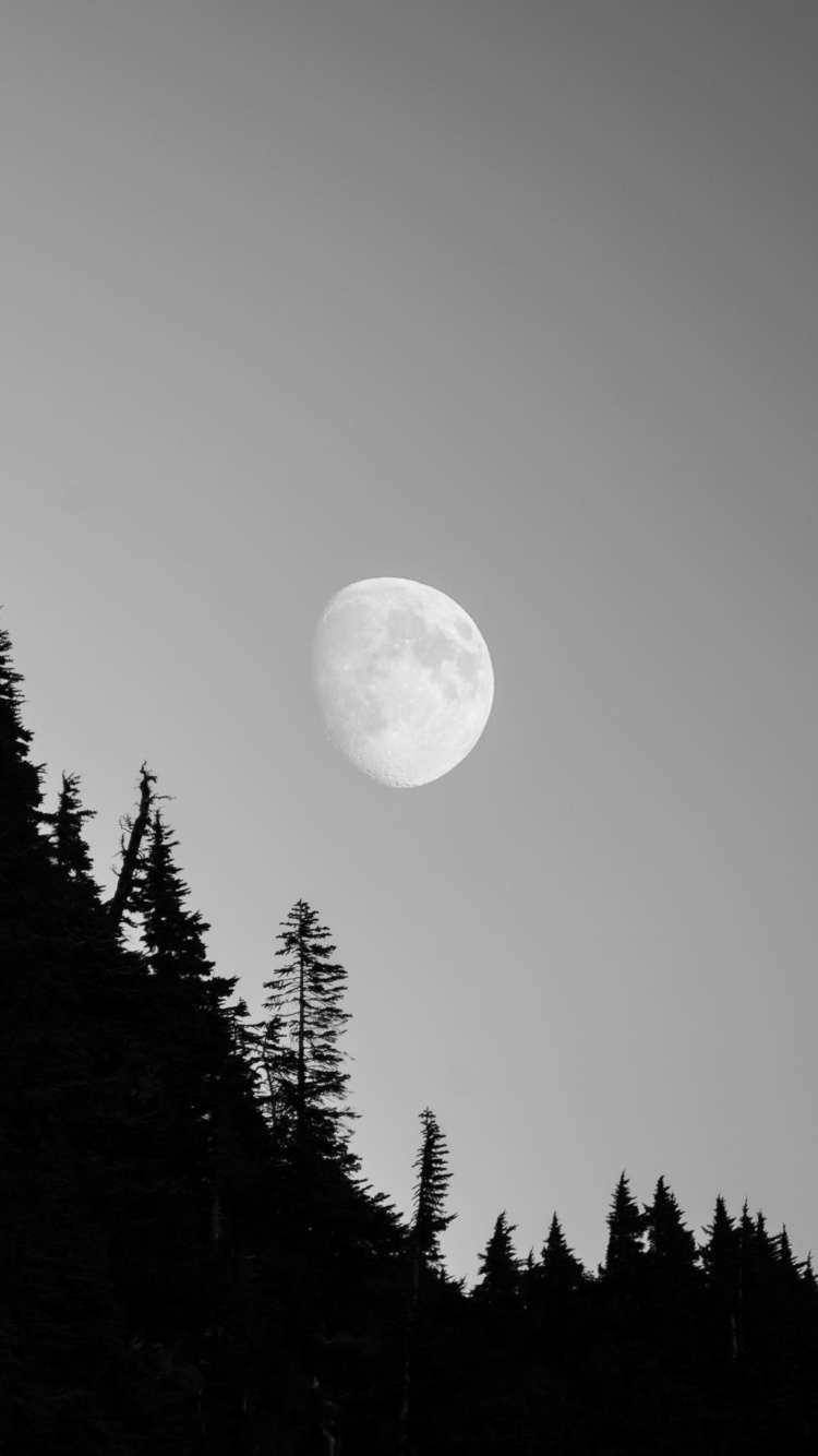 Обои луна, природа, дерево, астрономический объект, свет в разрешении 750x1334