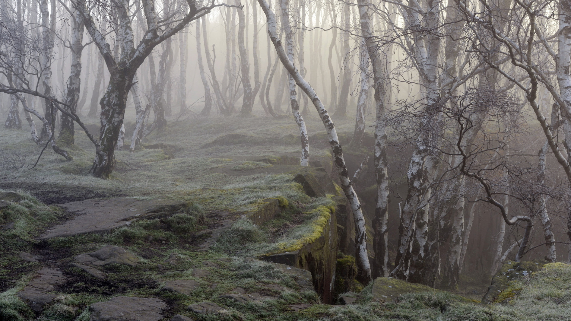 Обои лесистая местность, лес, дерево, береза, природа в разрешении 1920x1080