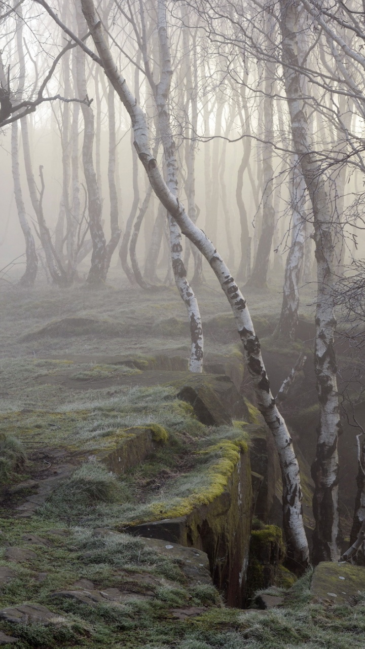 Обои лесистая местность, лес, дерево, береза, природа в разрешении 720x1280