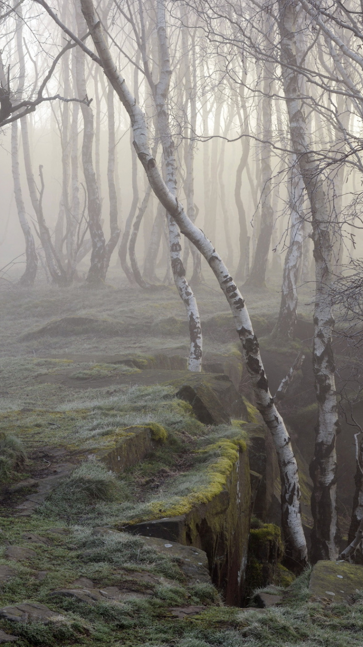 Обои лесистая местность, лес, дерево, береза, природа в разрешении 750x1334