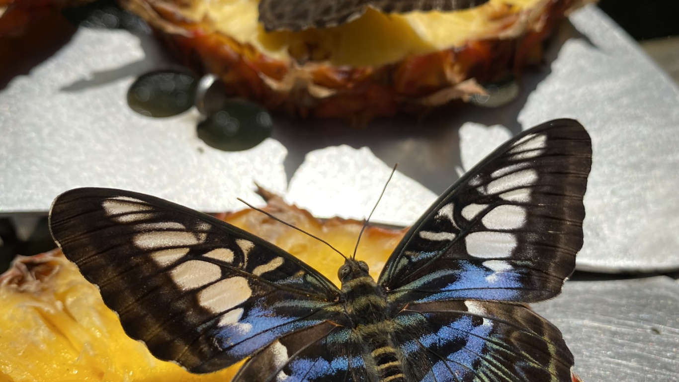 Обои партенос сильвия, биология, наука, беспозвоночных, членистоногое в разрешении 1366x768