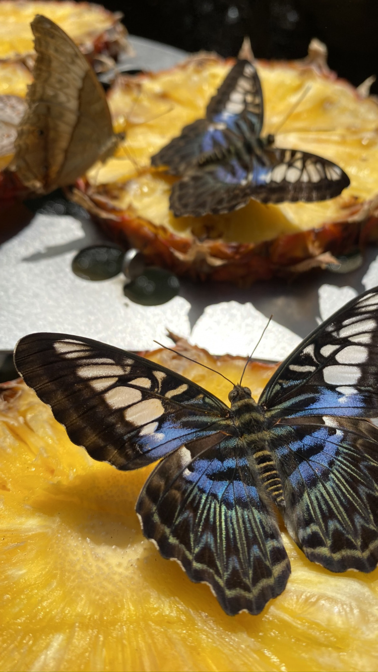 Обои партенос сильвия, биология, наука, беспозвоночных, членистоногое в разрешении 750x1334