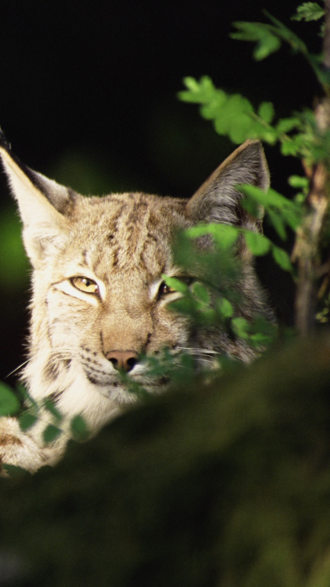Обои Евразийская рысь, живая природа, макросъемка, метафора рабочего стола, дерево в разрешении 1080x1920