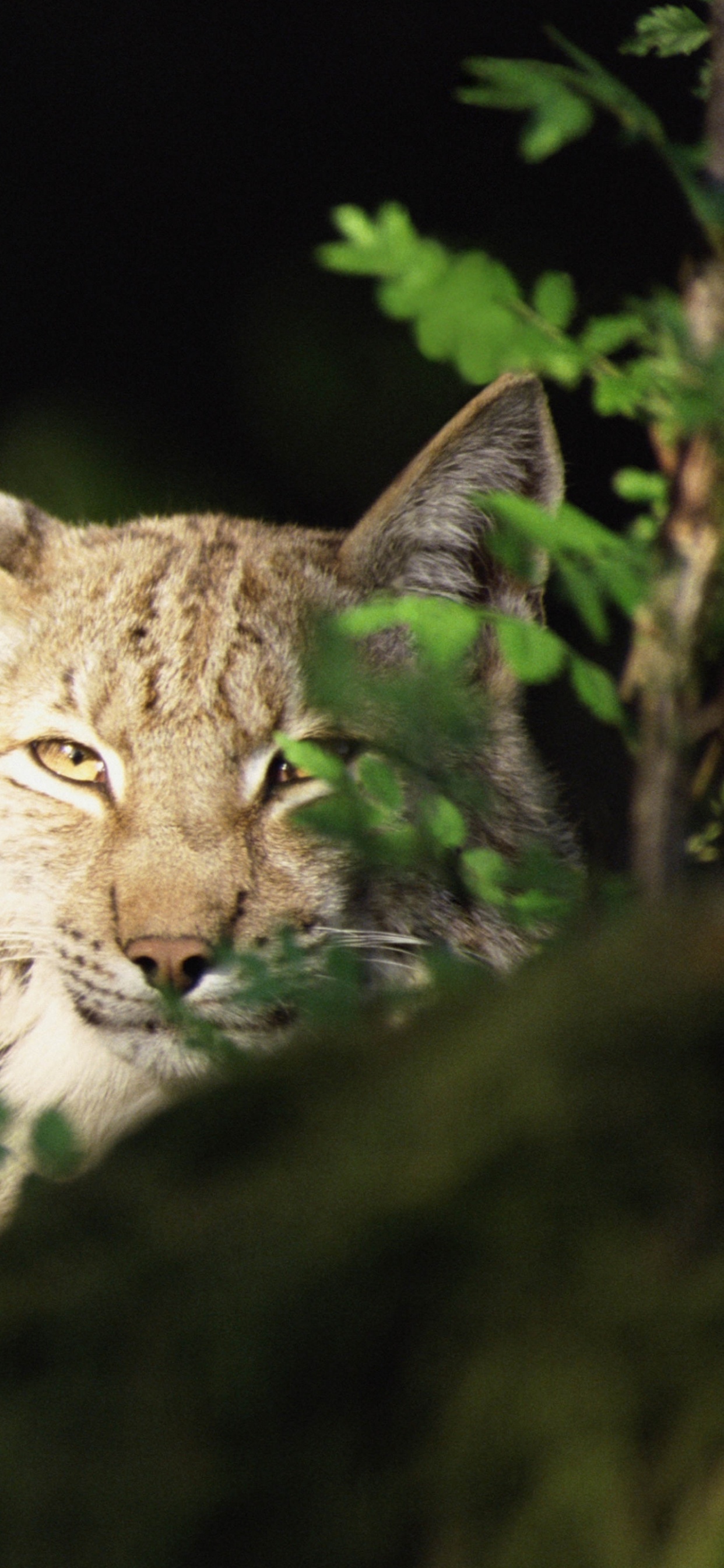 Обои Евразийская рысь, живая природа, макросъемка, метафора рабочего стола, дерево в разрешении 1242x2688
