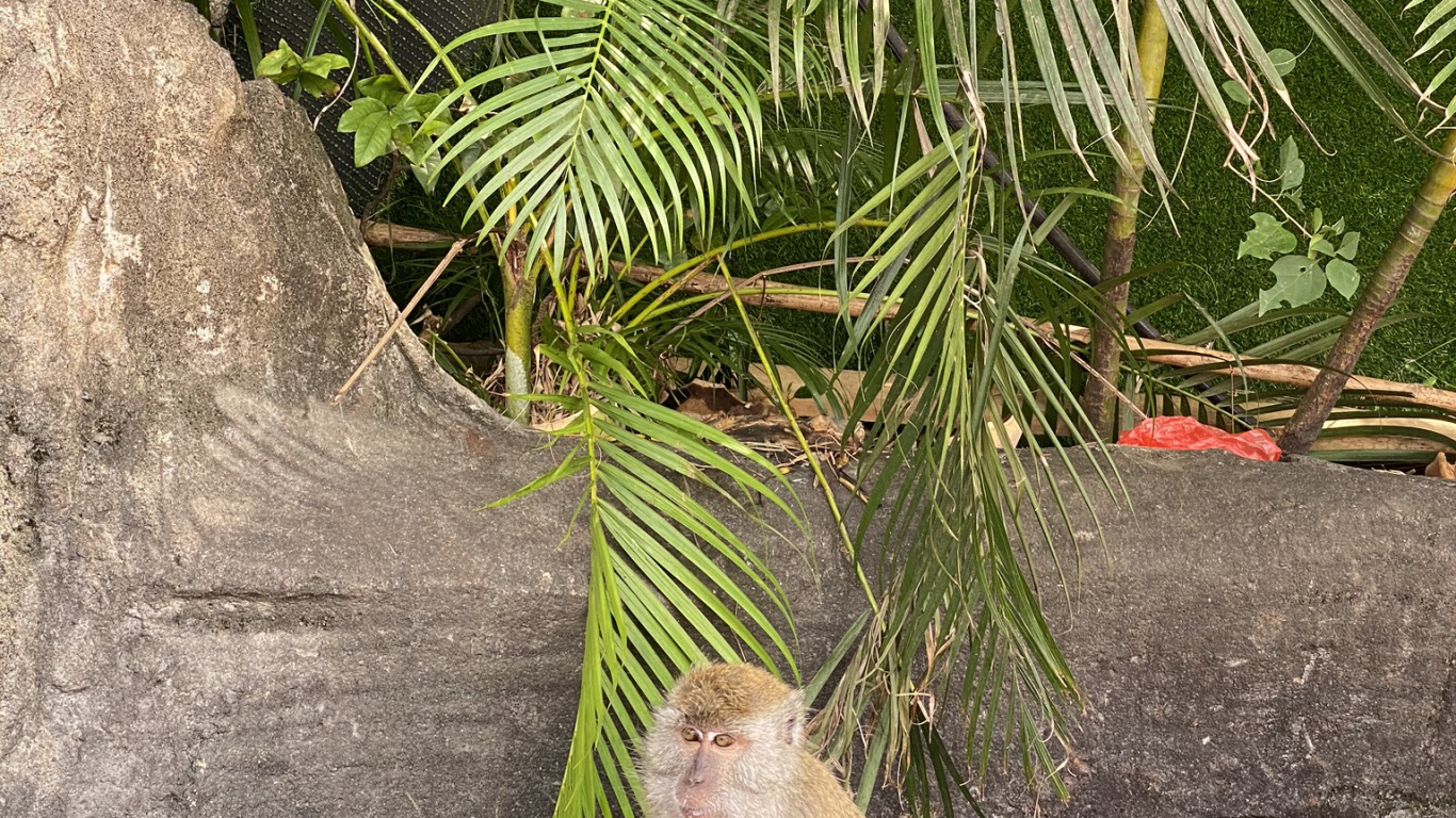 Обои Старый мир обезьян, биология, наука, примас, адаптация в разрешении 1366x768