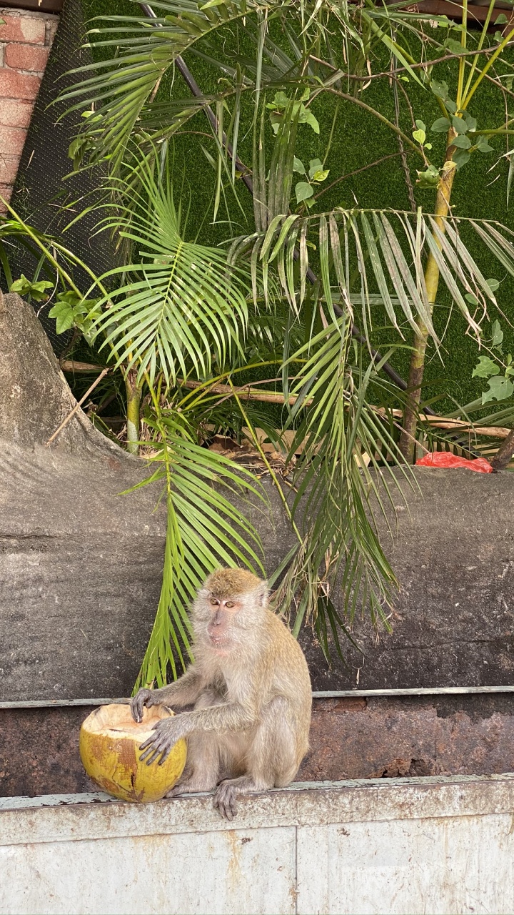 Обои Старый мир обезьян, биология, наука, примас, адаптация в разрешении 720x1280