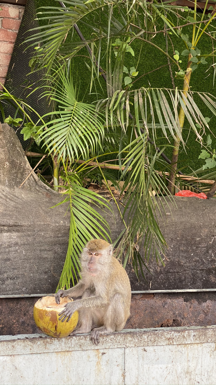 Обои Старый мир обезьян, биология, наука, примас, адаптация в разрешении 750x1334