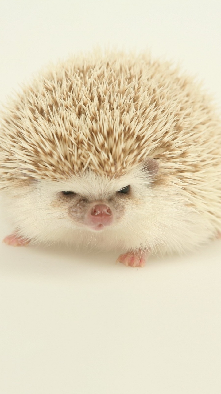 Обои ежик, erinaceidae, морда, остроумие, млекопитающее в разрешении 720x1280