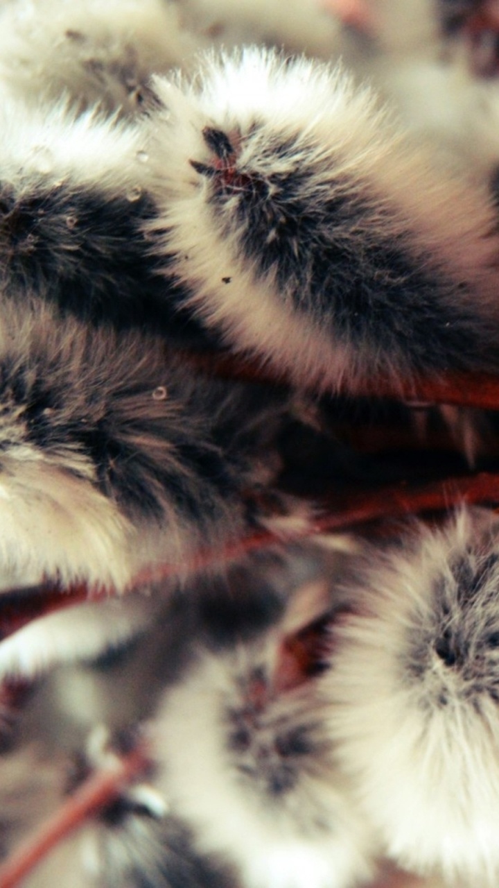 Обои церковь, страстная неделя, Великий пост, возвещение, ива в разрешении 720x1280