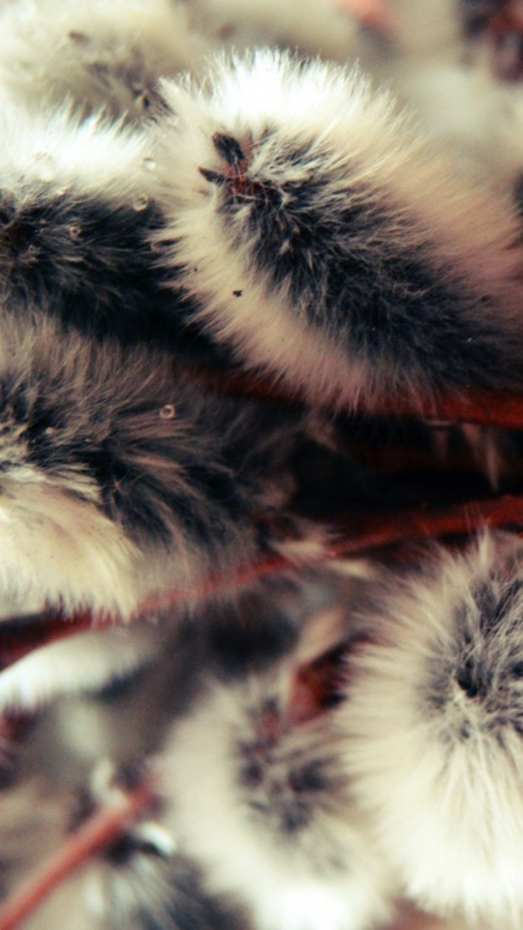 Обои церковь, страстная неделя, Великий пост, возвещение, ива в разрешении 750x1334