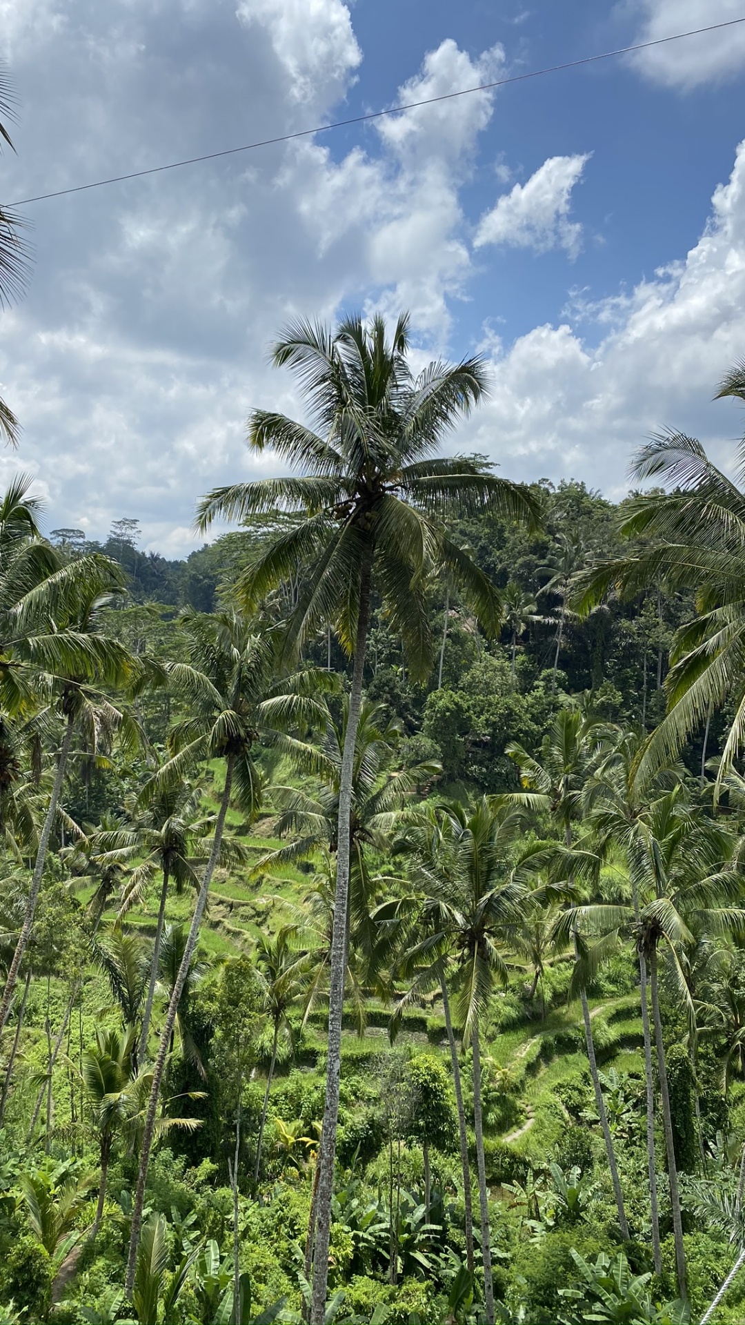 Обои растительность, кустарник, Бабассу, тропические леса, биом в разрешении 1080x1920