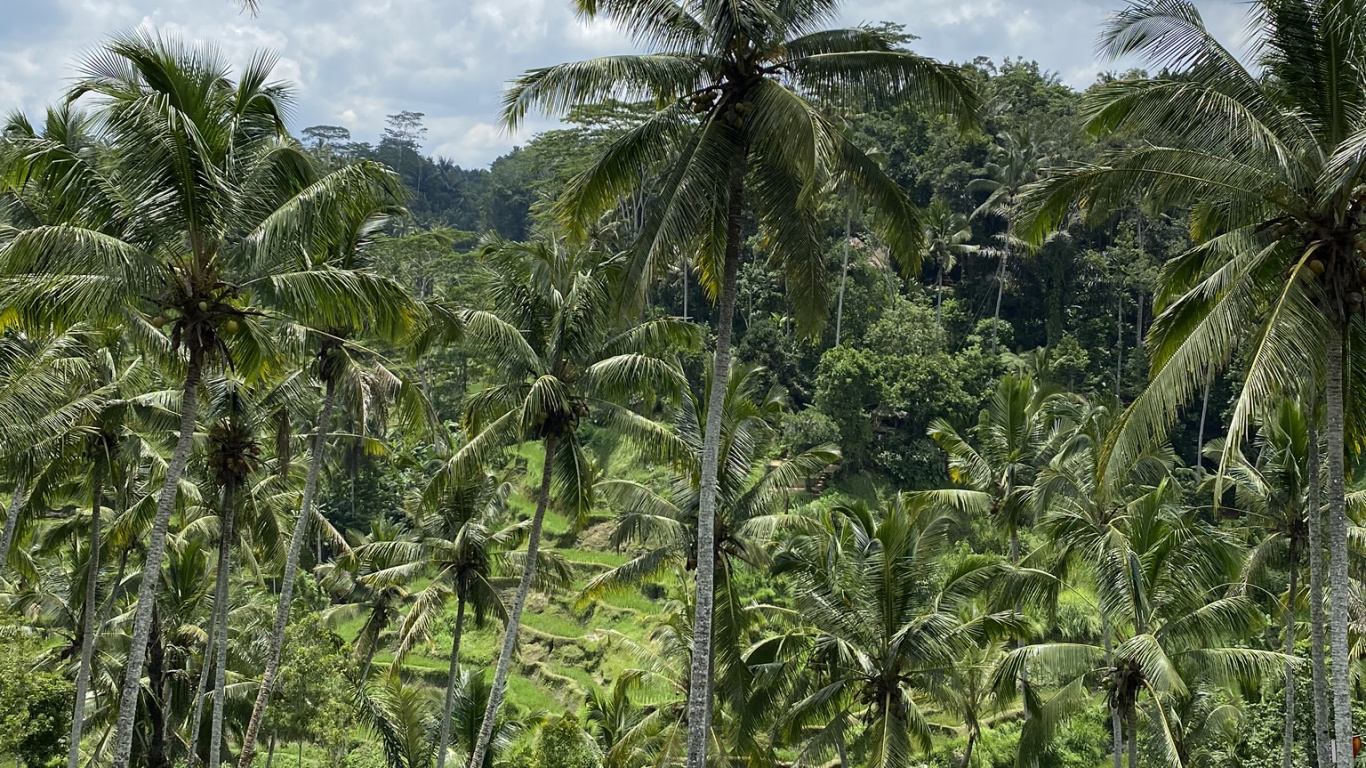 Обои растительность, кустарник, Бабассу, тропические леса, биом в разрешении 1366x768
