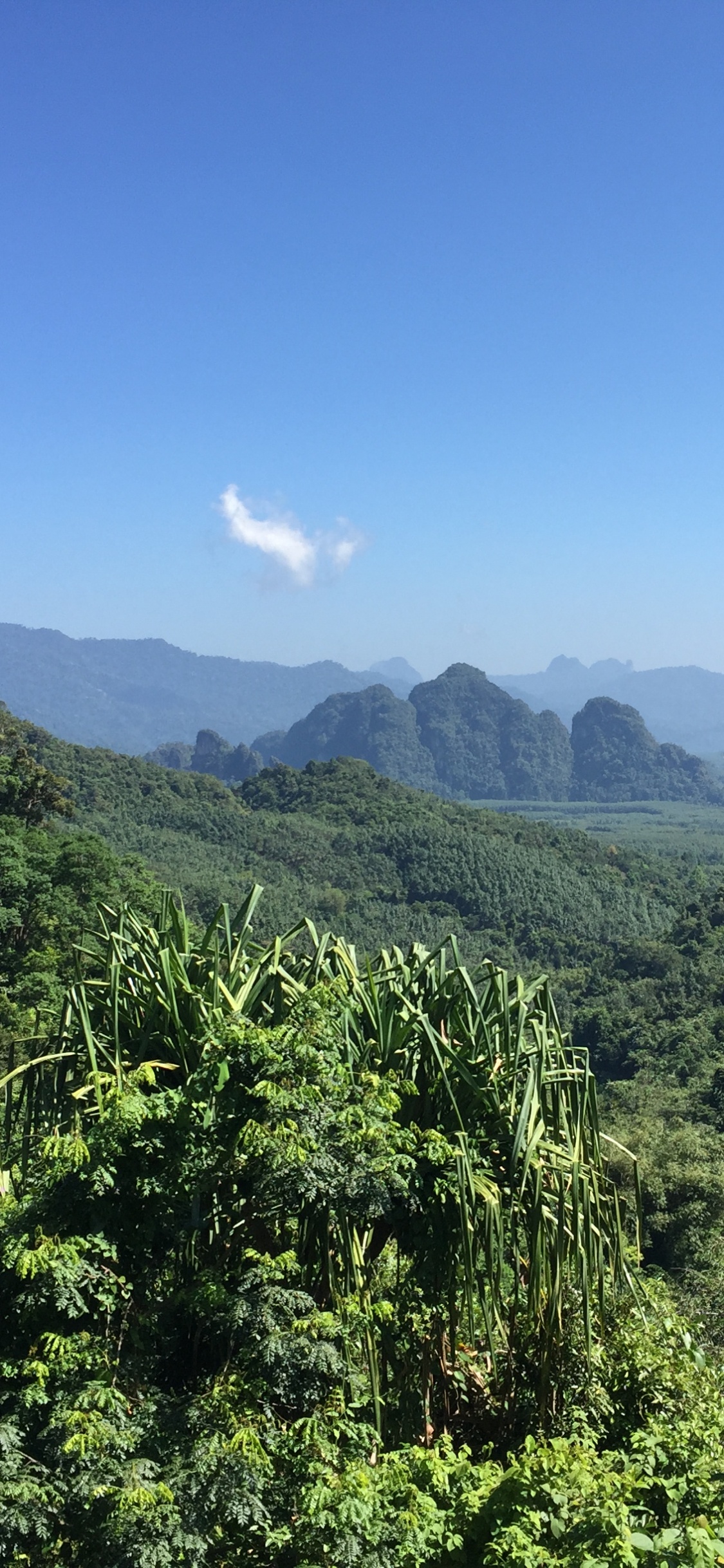 Обои растительность, природа, окружающая среда, горный рельеф, природный ландшафт в разрешении 1125x2436