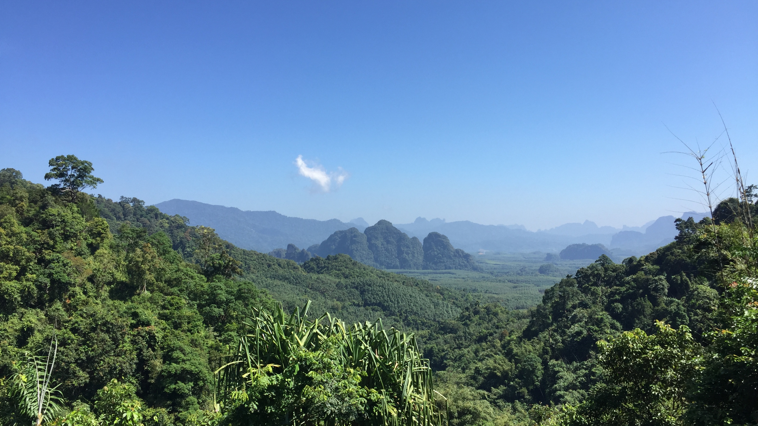 Обои растительность, природа, окружающая среда, горный рельеф, природный ландшафт в разрешении 2560x1440