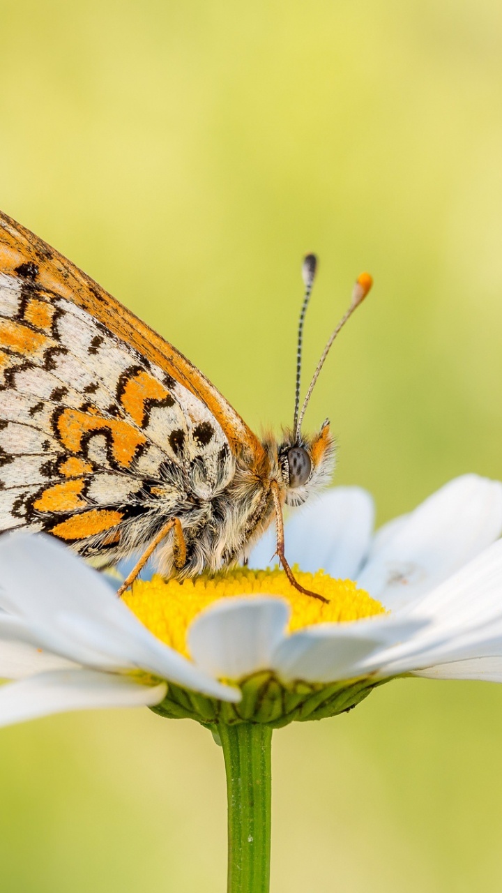 Обои lycaenid, бабочкамонарх, насекомое, белянок, мотыльки и бабочки в разрешении 720x1280