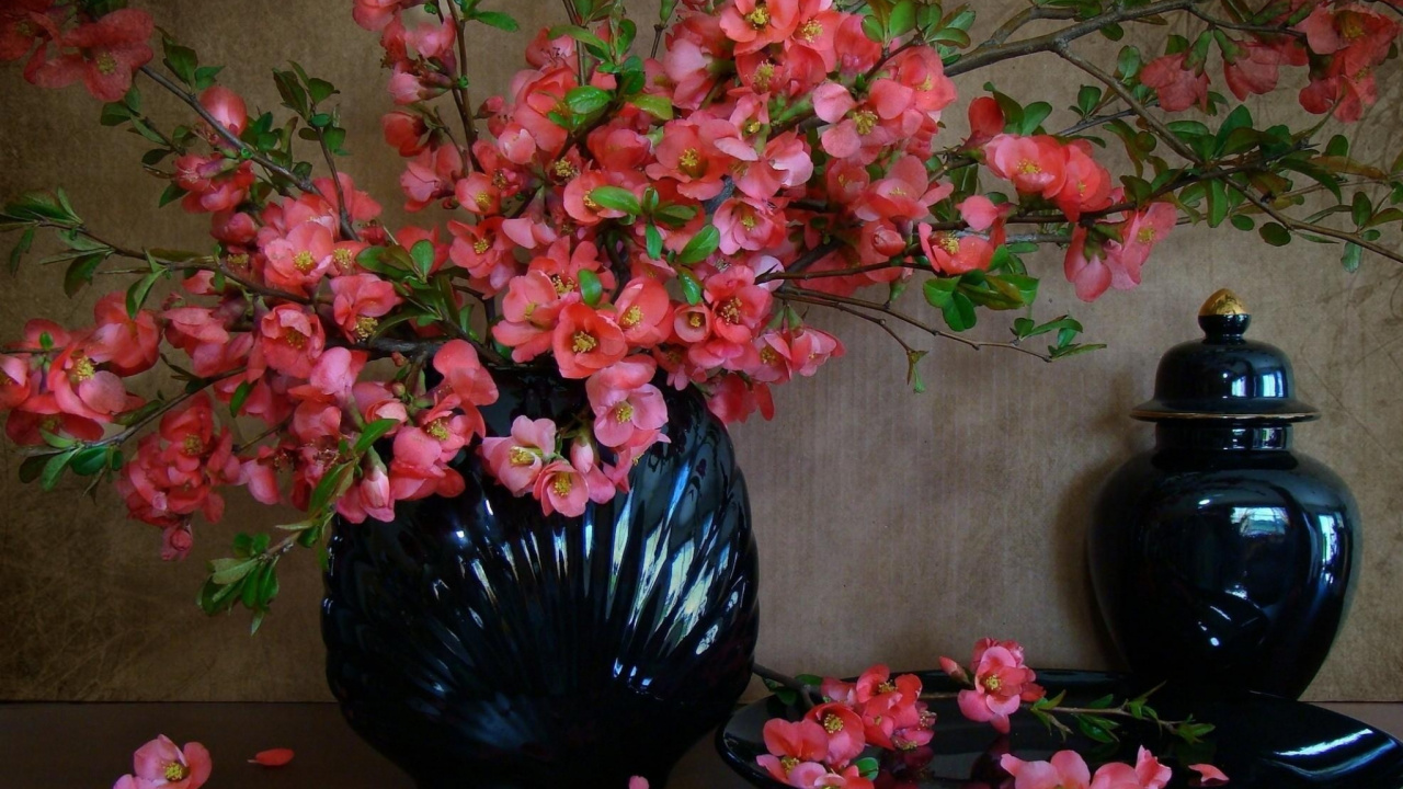 Обои натюрморт, растение, цветочный горшок, флористики, цветковое растение в разрешении 1280x720