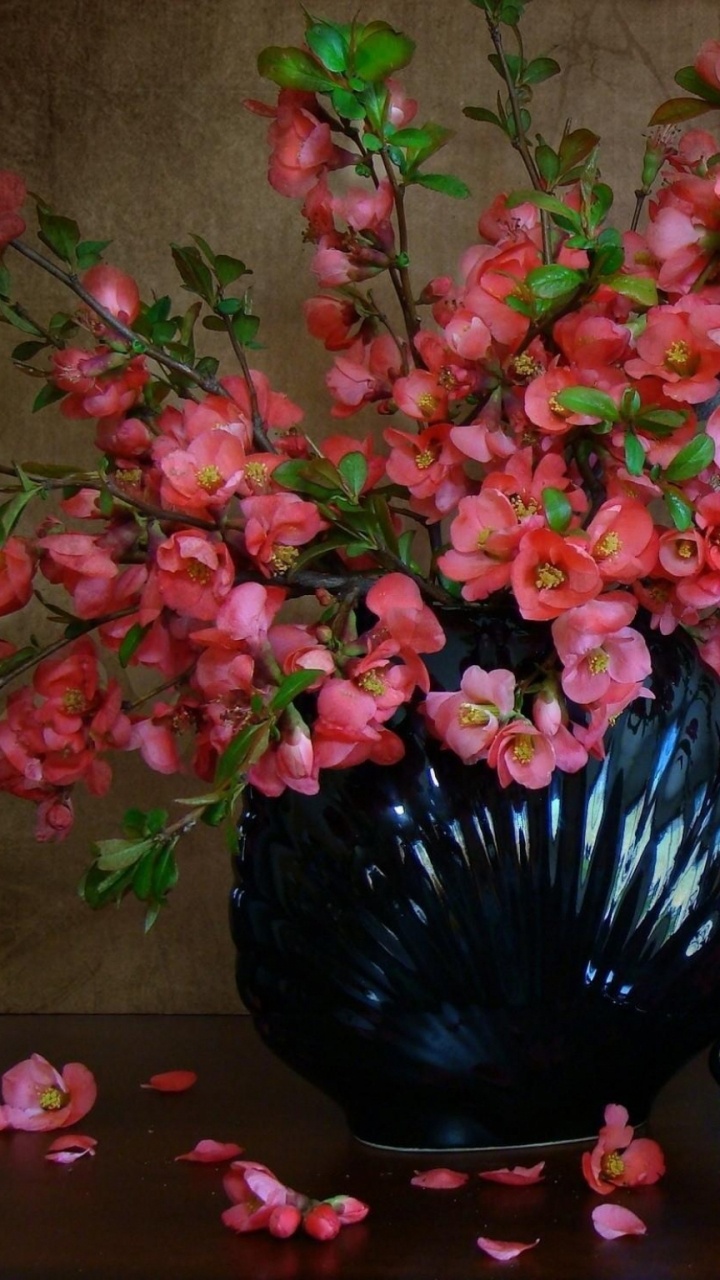 Обои натюрморт, растение, цветочный горшок, флористики, цветковое растение в разрешении 720x1280