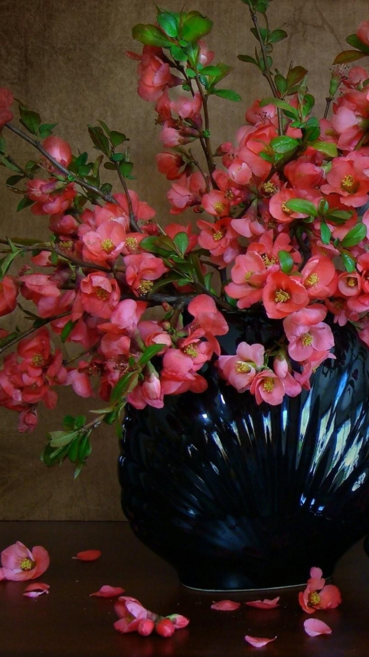 Обои натюрморт, растение, цветочный горшок, флористики, цветковое растение в разрешении 750x1334