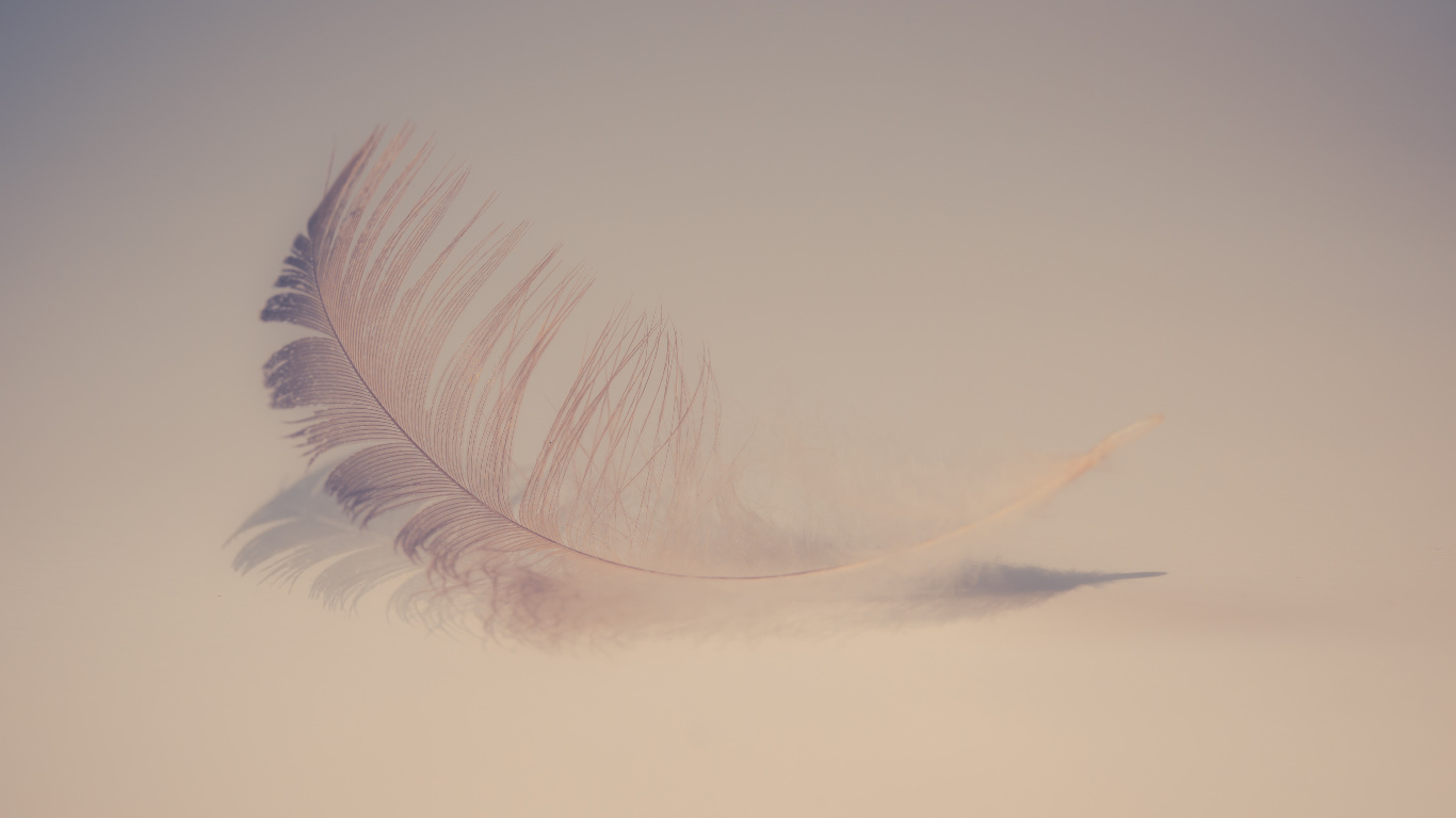 Обои белые, крыло, ресничка, глаз, хвост в разрешении 1366x768