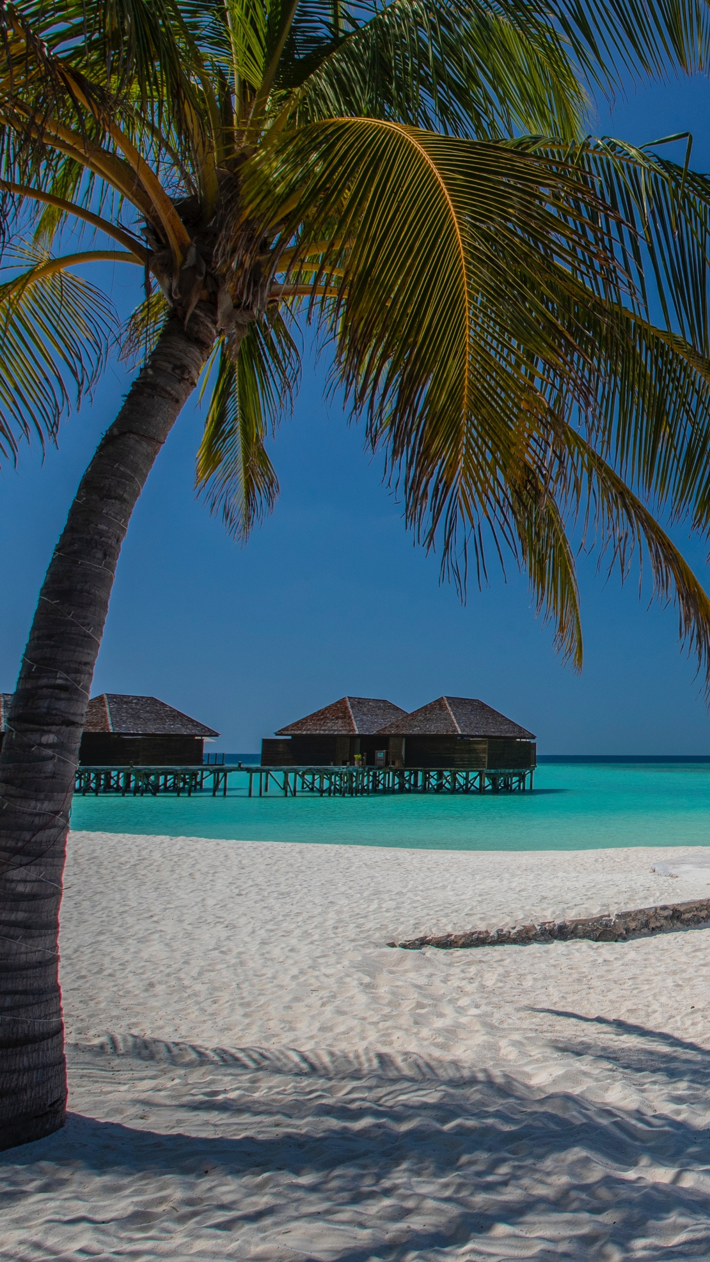 Обои пляж, дерево, море, тропическая зона, Пальма в разрешении 1440x2560