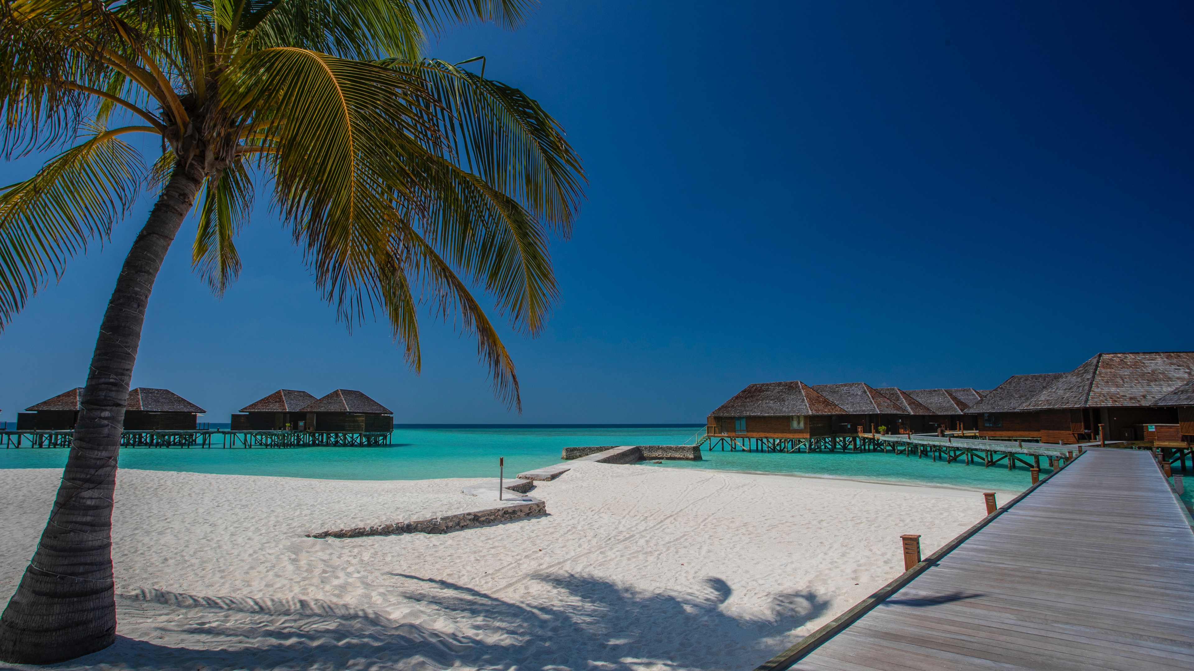 Обои пляж, дерево, море, тропическая зона, Пальма в разрешении 3840x2160