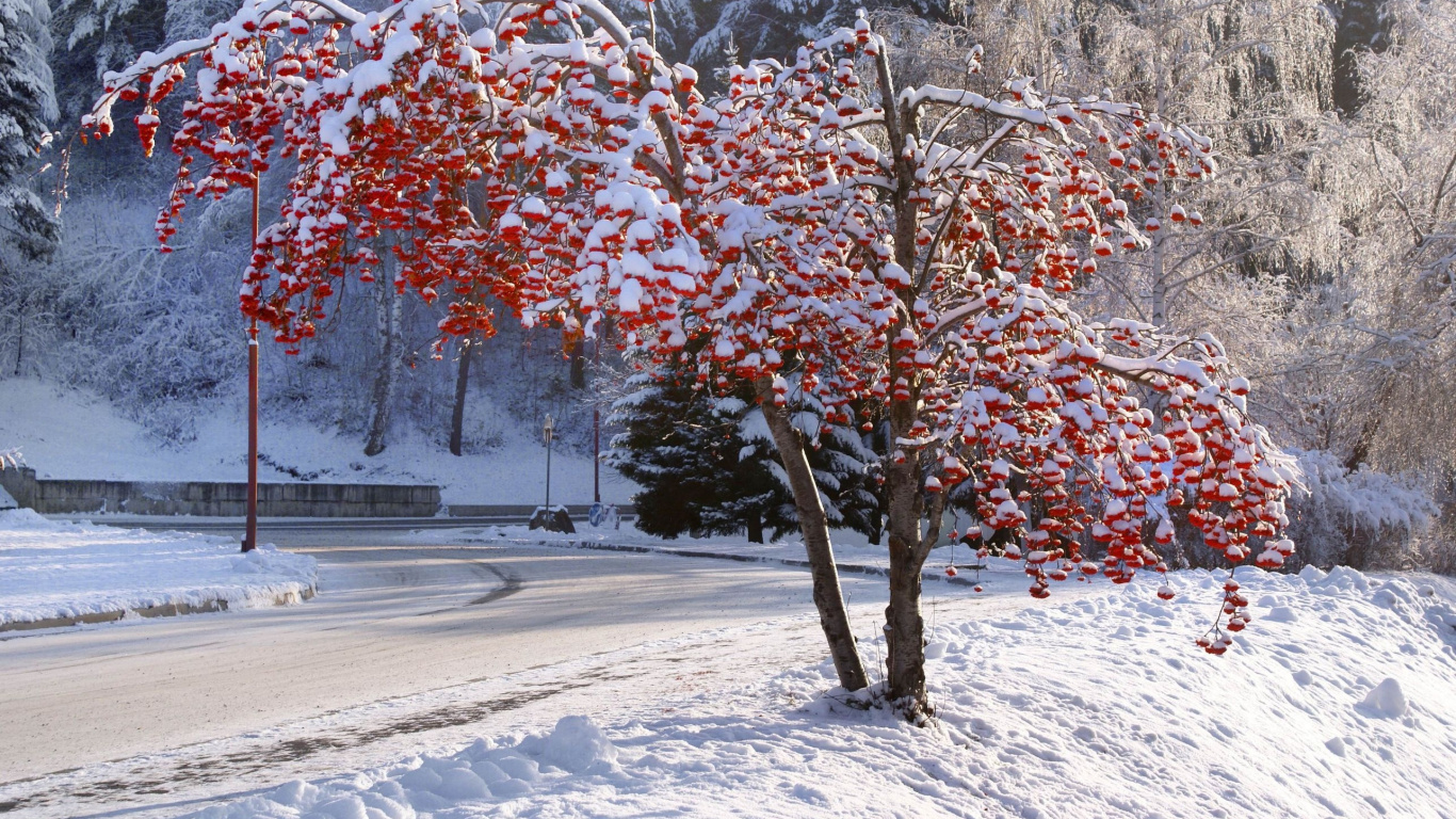 Обои зима, дерево, снег, замораживание, лист в разрешении 1366x768