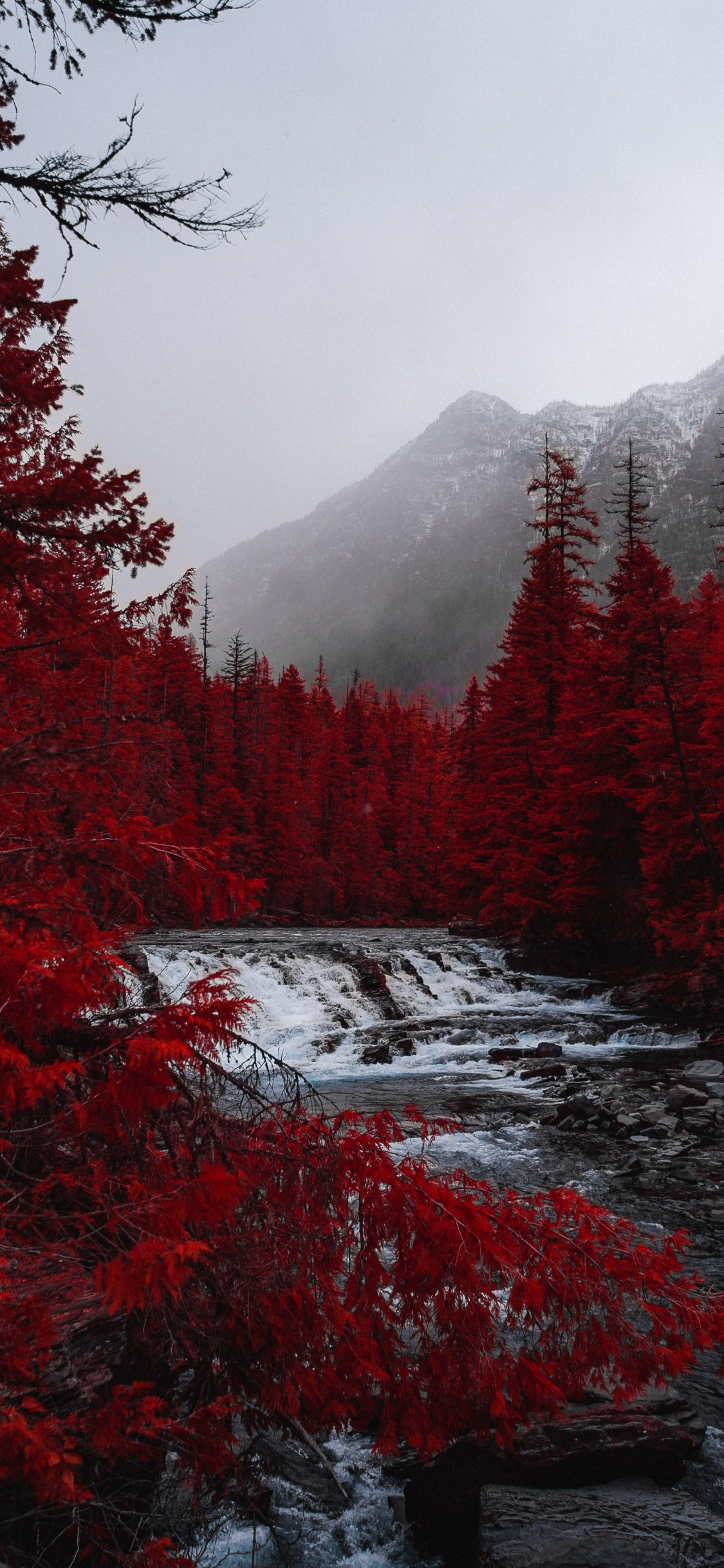 Обои красный цвет, дерево, небо, елово пихтовые леса, природный ландшафт в разрешении 1125x2436