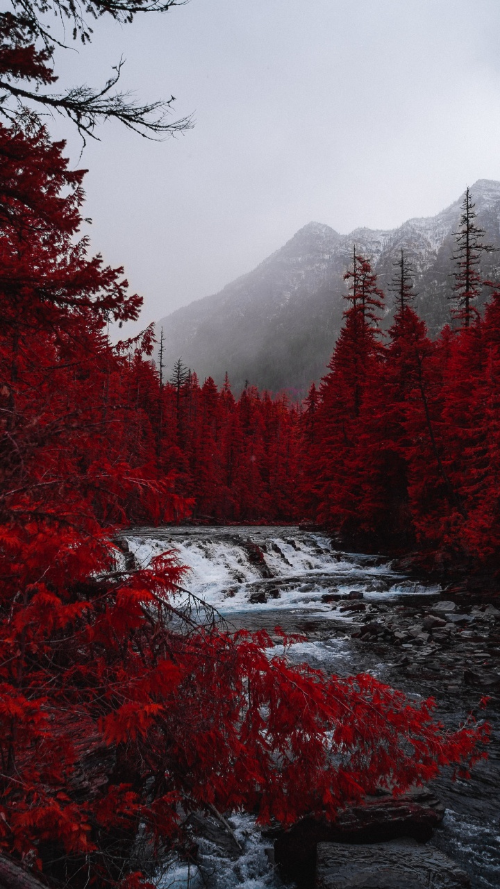 Обои красный цвет, дерево, небо, елово пихтовые леса, природный ландшафт в разрешении 720x1280