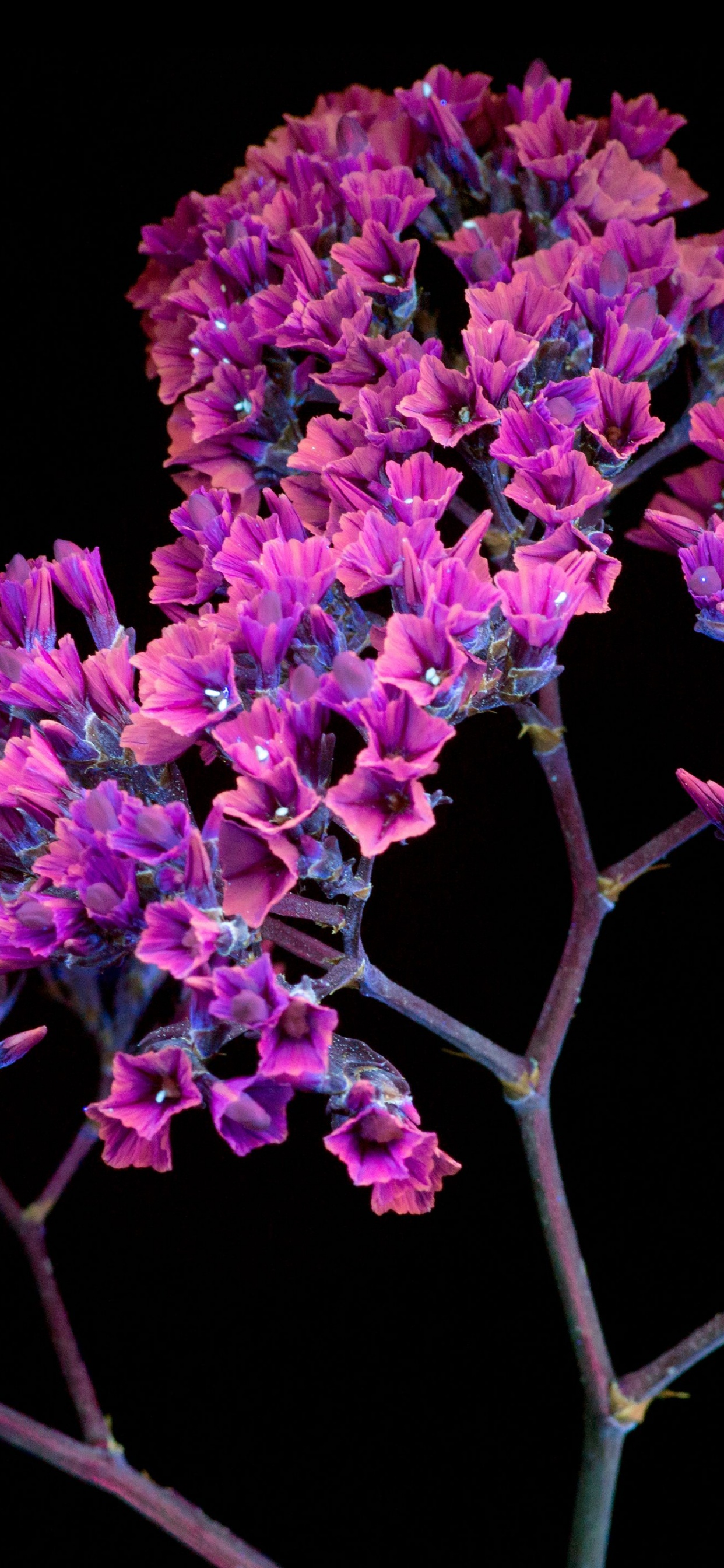 Обои Apple МасВоок Pro, пурпур, розовый, Фиолетовый, цветок в разрешении 1242x2688