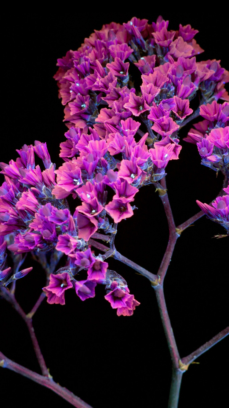 Обои Apple МасВоок Pro, пурпур, розовый, Фиолетовый, цветок в разрешении 750x1334