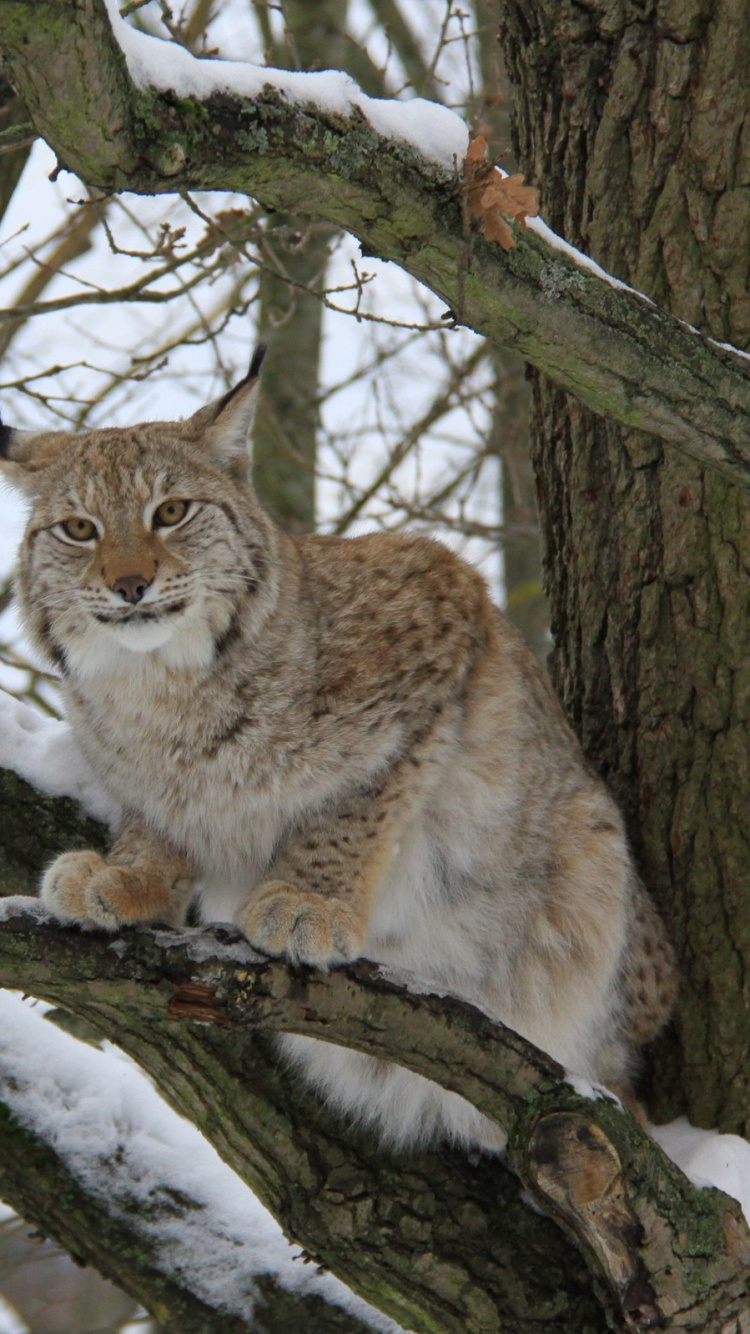 Обои ветвь, дерево, живая природа, фауна, снег в разрешении 750x1334