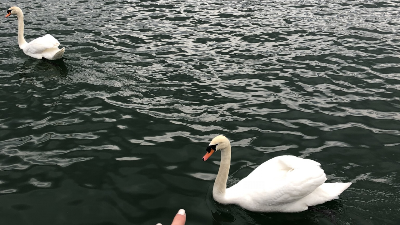 Обои Лебедь, утка, Seaducks, вода, Гусь в разрешении 1280x720