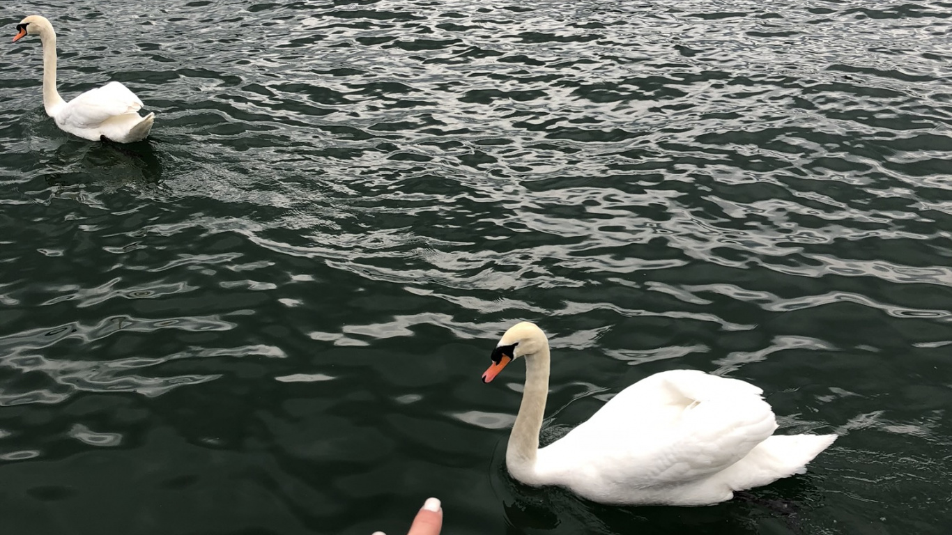 Обои Лебедь, утка, Seaducks, вода, Гусь в разрешении 1366x768