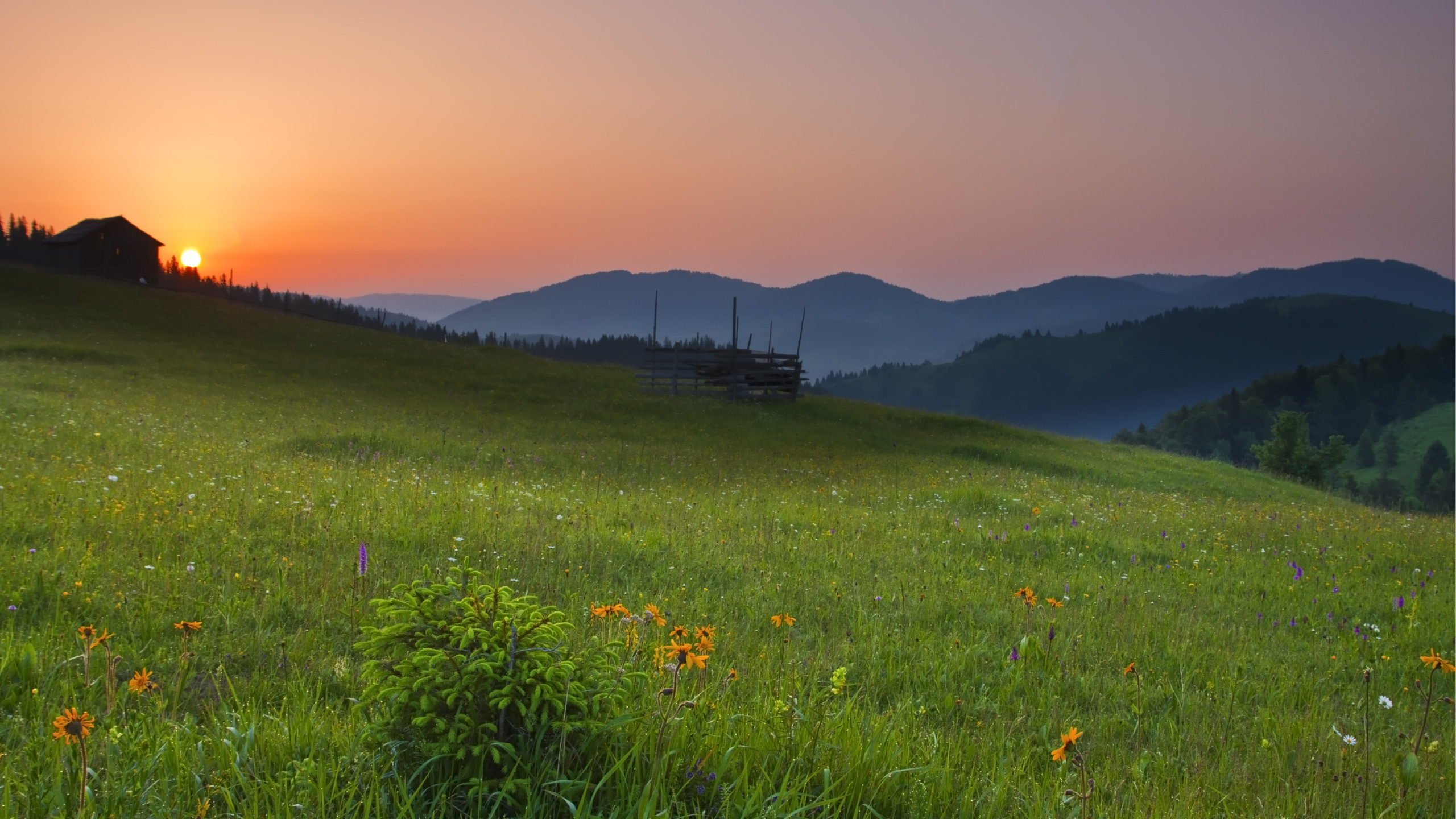 Обои сенокосное угодье, природа, луг, природный ландшафт, окружающая среда в разрешении 2560x1440