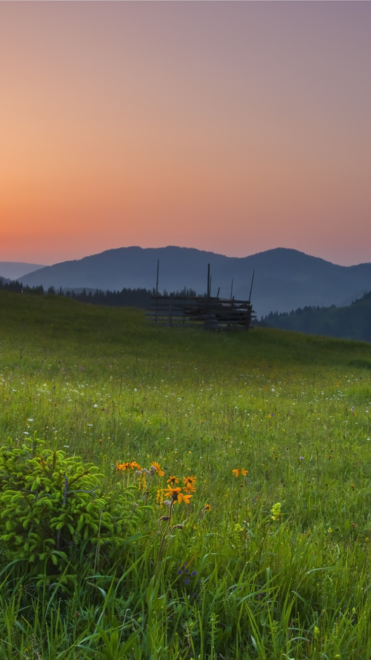 Обои сенокосное угодье, природа, луг, природный ландшафт, окружающая среда в разрешении 750x1334