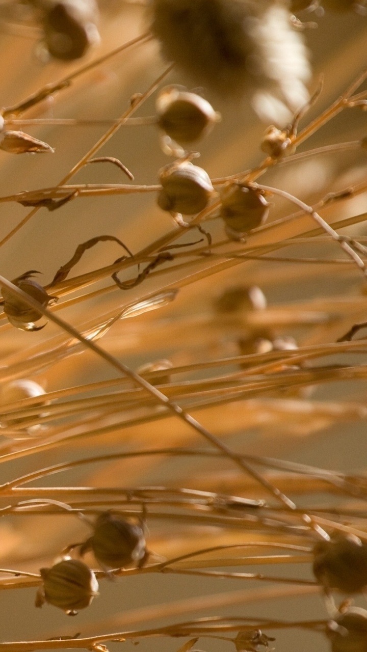 Обои травянистое растение, свет, солнечный свет, ветвь, влага в разрешении 720x1280