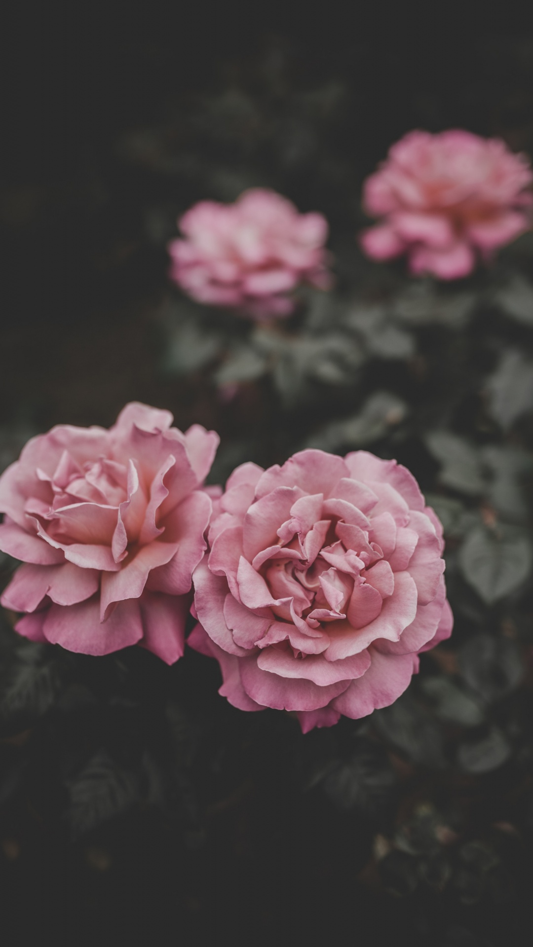 Обои цветок, розовый, лепесток, сад роз, Роза в разрешении 1080x1920