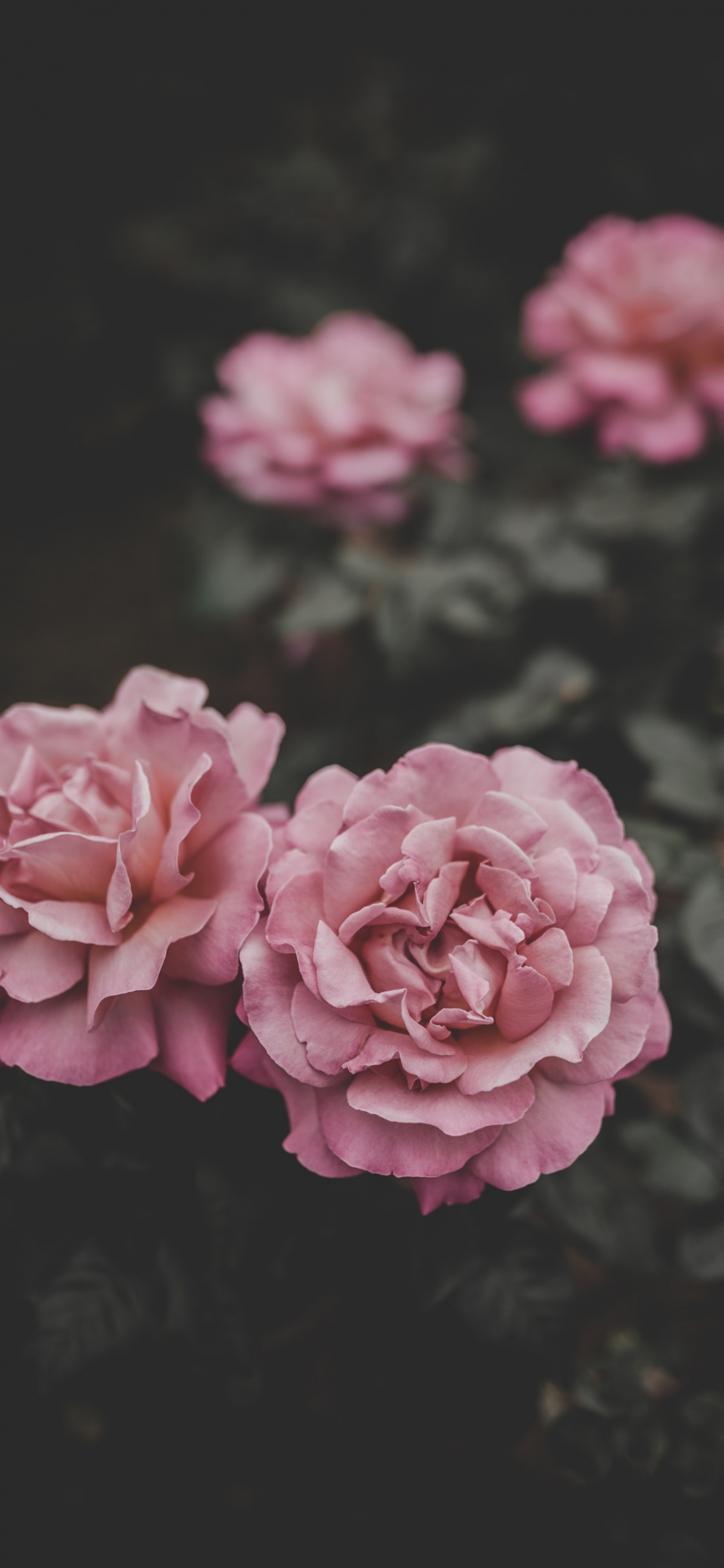Обои цветок, розовый, лепесток, сад роз, Роза в разрешении 1242x2688