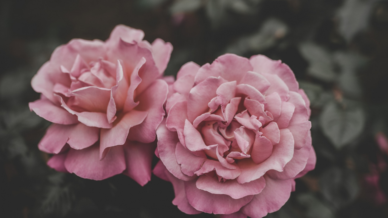 Обои цветок, розовый, лепесток, сад роз, Роза в разрешении 1280x720