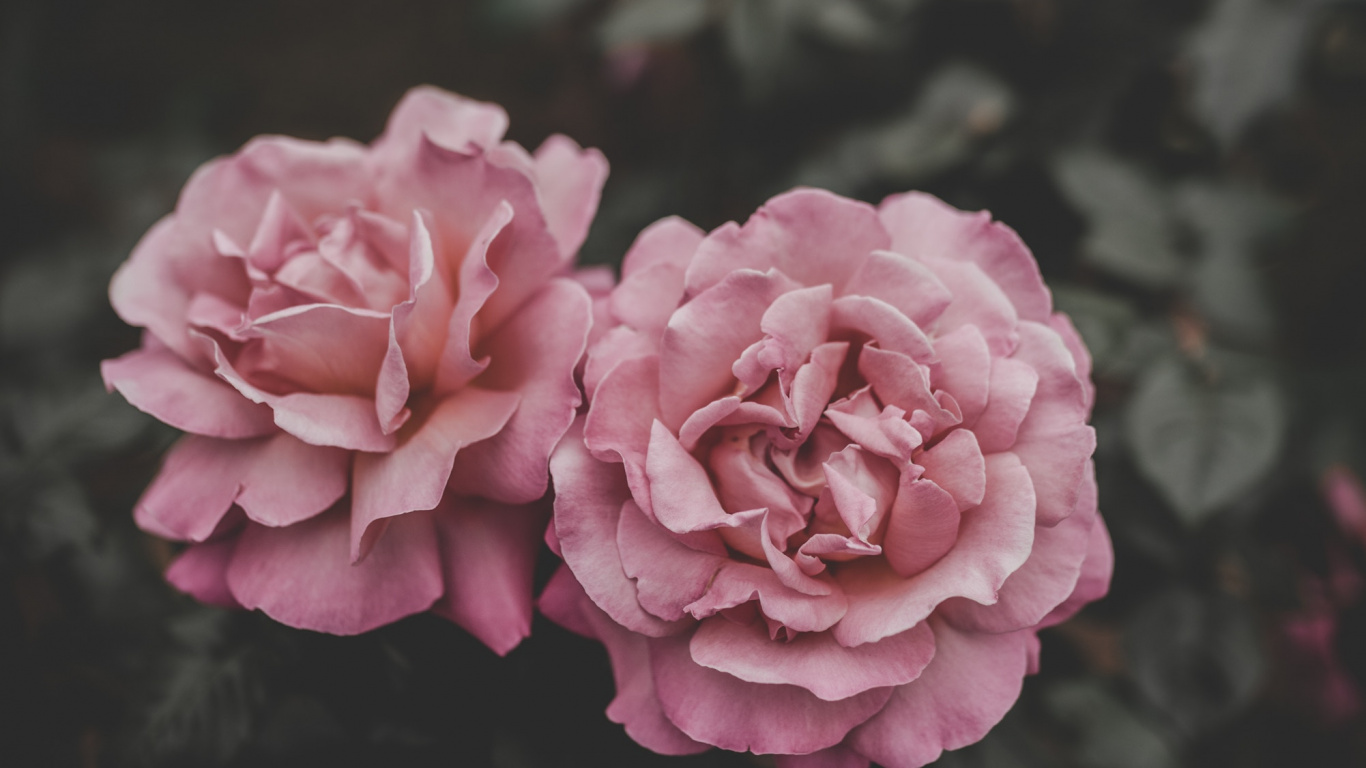 Обои цветок, розовый, лепесток, сад роз, Роза в разрешении 1366x768