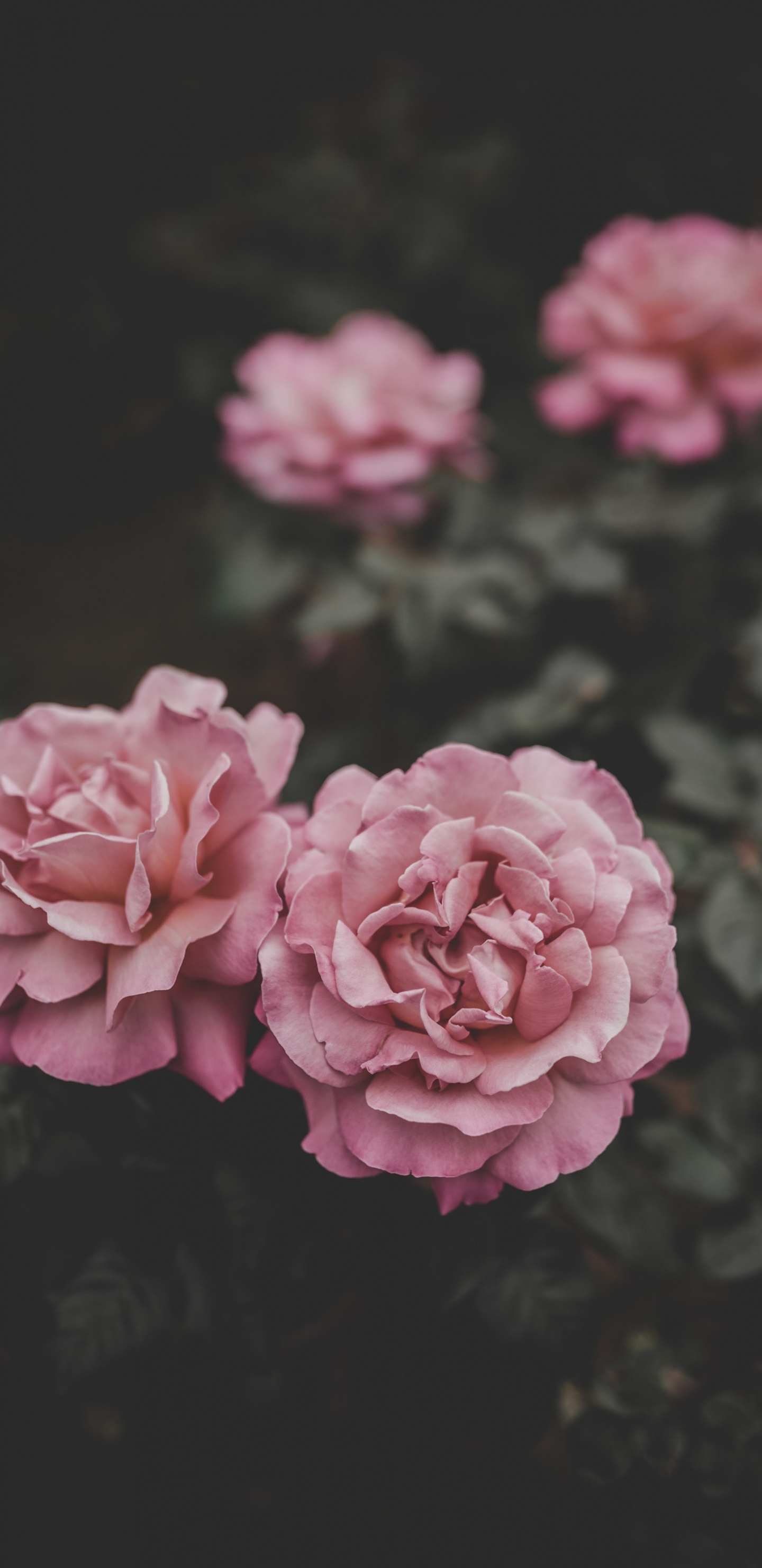 Обои цветок, розовый, лепесток, сад роз, Роза в разрешении 1440x2960