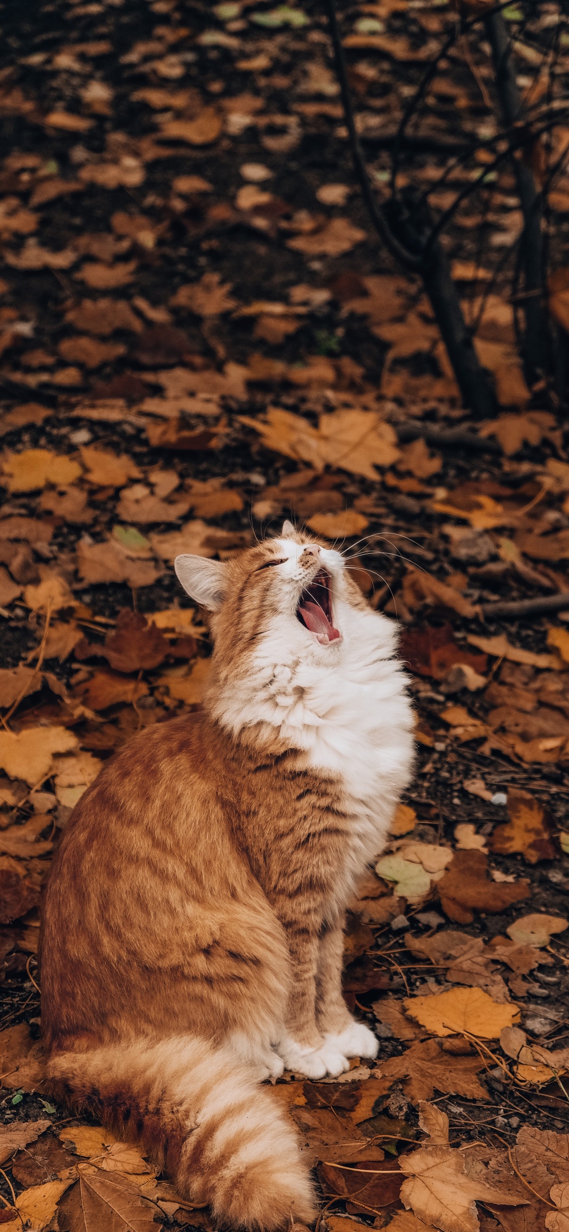 Обои осень, кот, кошачьих, бакенбарды, лист в разрешении 1125x2436