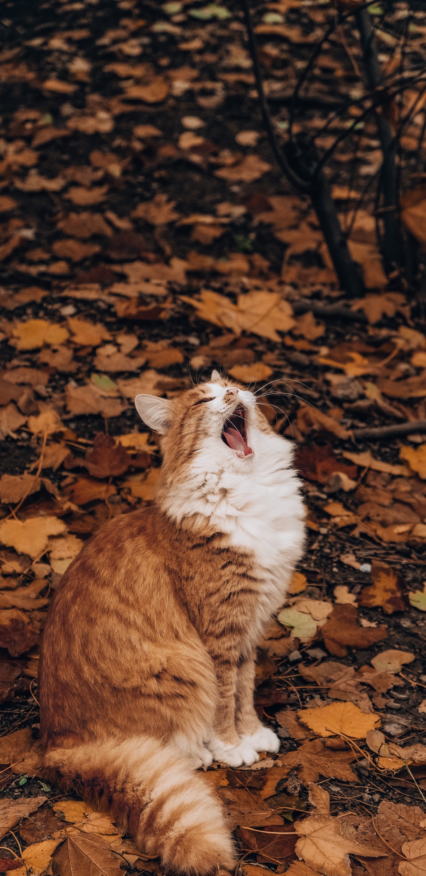 Обои осень, кот, кошачьих, бакенбарды, лист в разрешении 1440x2960