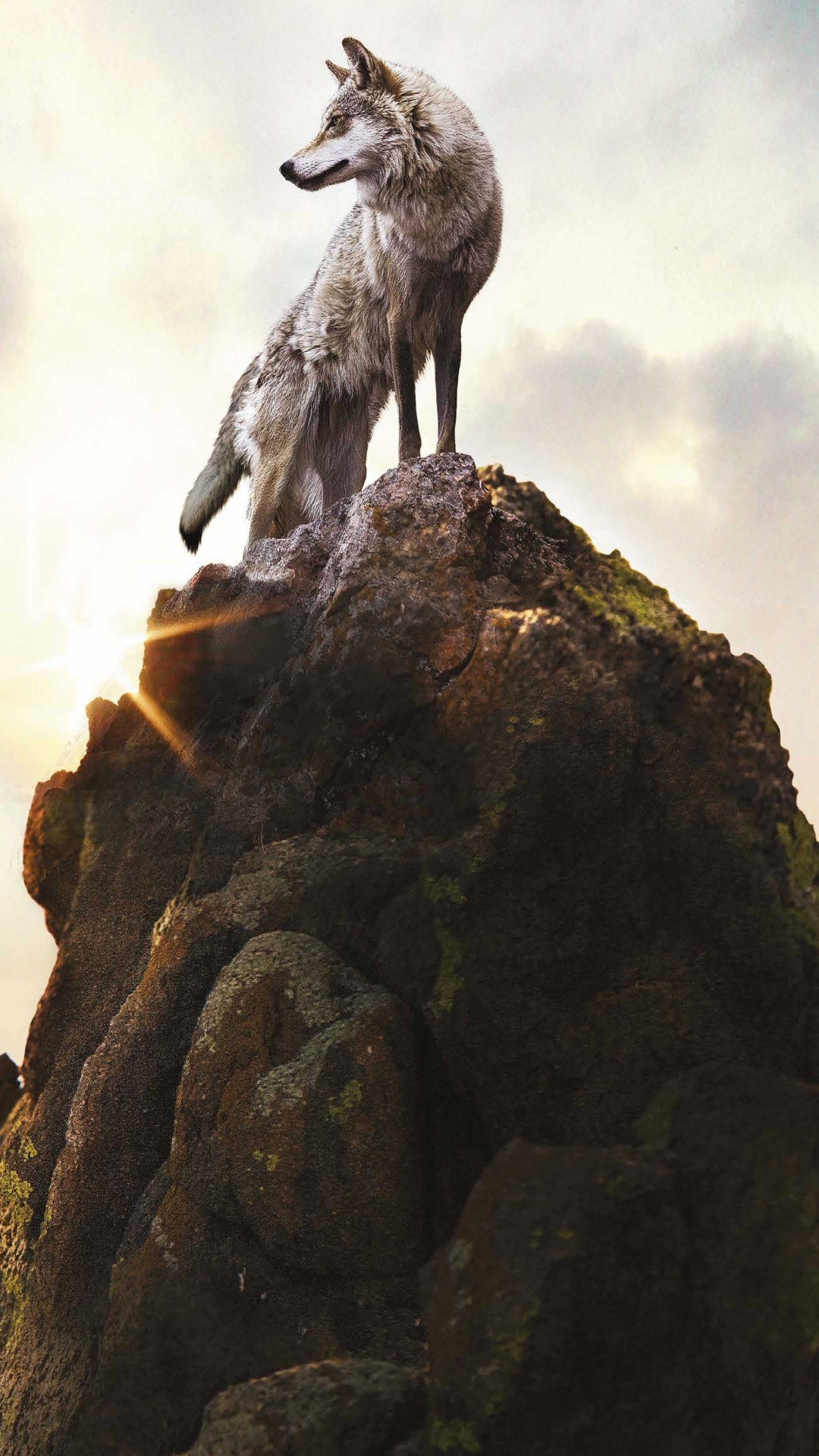 Обои рок, дракон, волк, вымышленный персонаж, живая природа в разрешении 1080x1920
