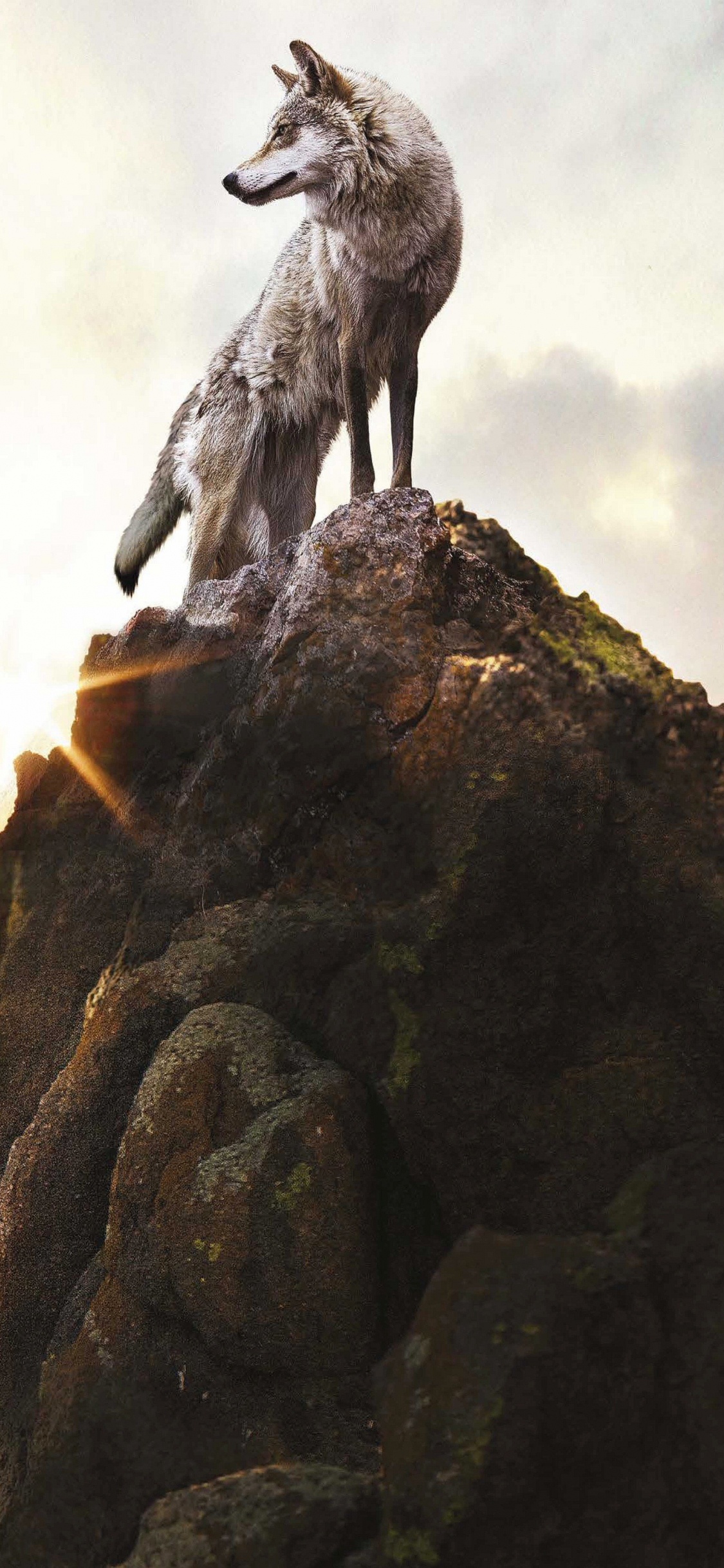 Обои рок, дракон, волк, вымышленный персонаж, живая природа в разрешении 1125x2436